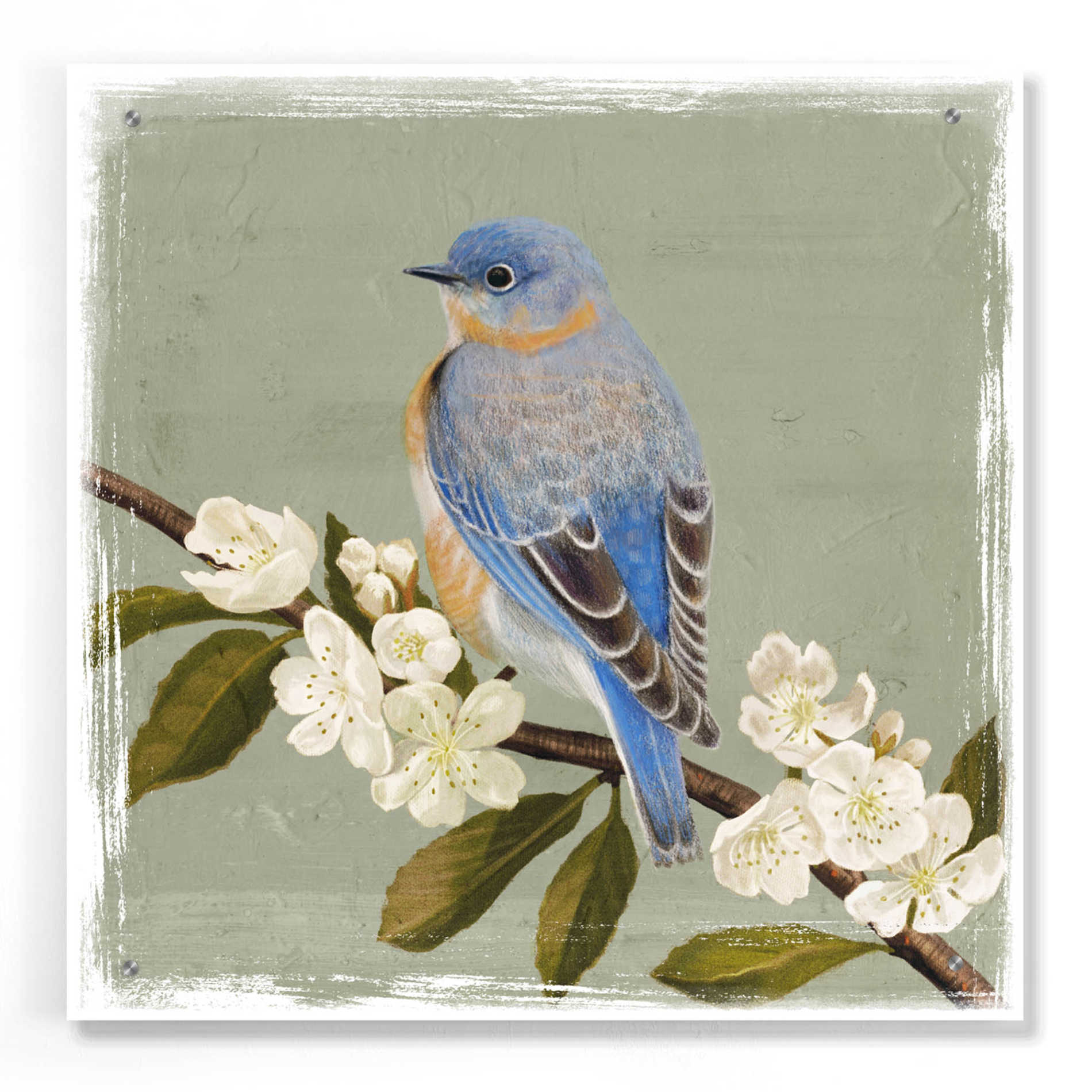 Epic Art 'Bluebird Branch II' by Victoria Borges, Acrylic Glass Wall Art,24x24