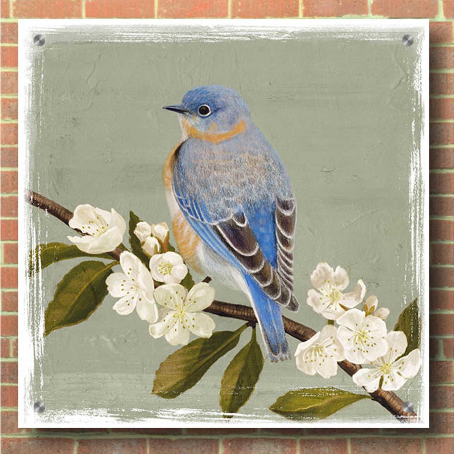 Epic Art 'Bluebird Branch II' by Victoria Borges, Acrylic Glass Wall Art,36x36