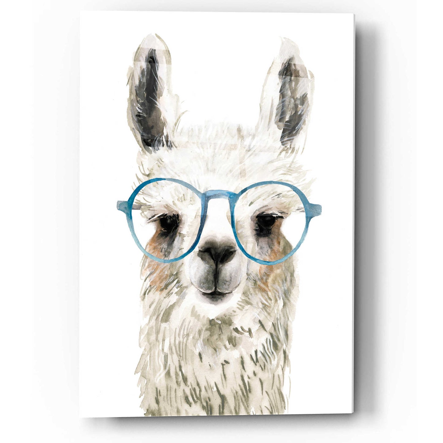 Epic Art 'Hip Llama II' by Victoria Borges, Acrylic Glass Wall Art,12x16