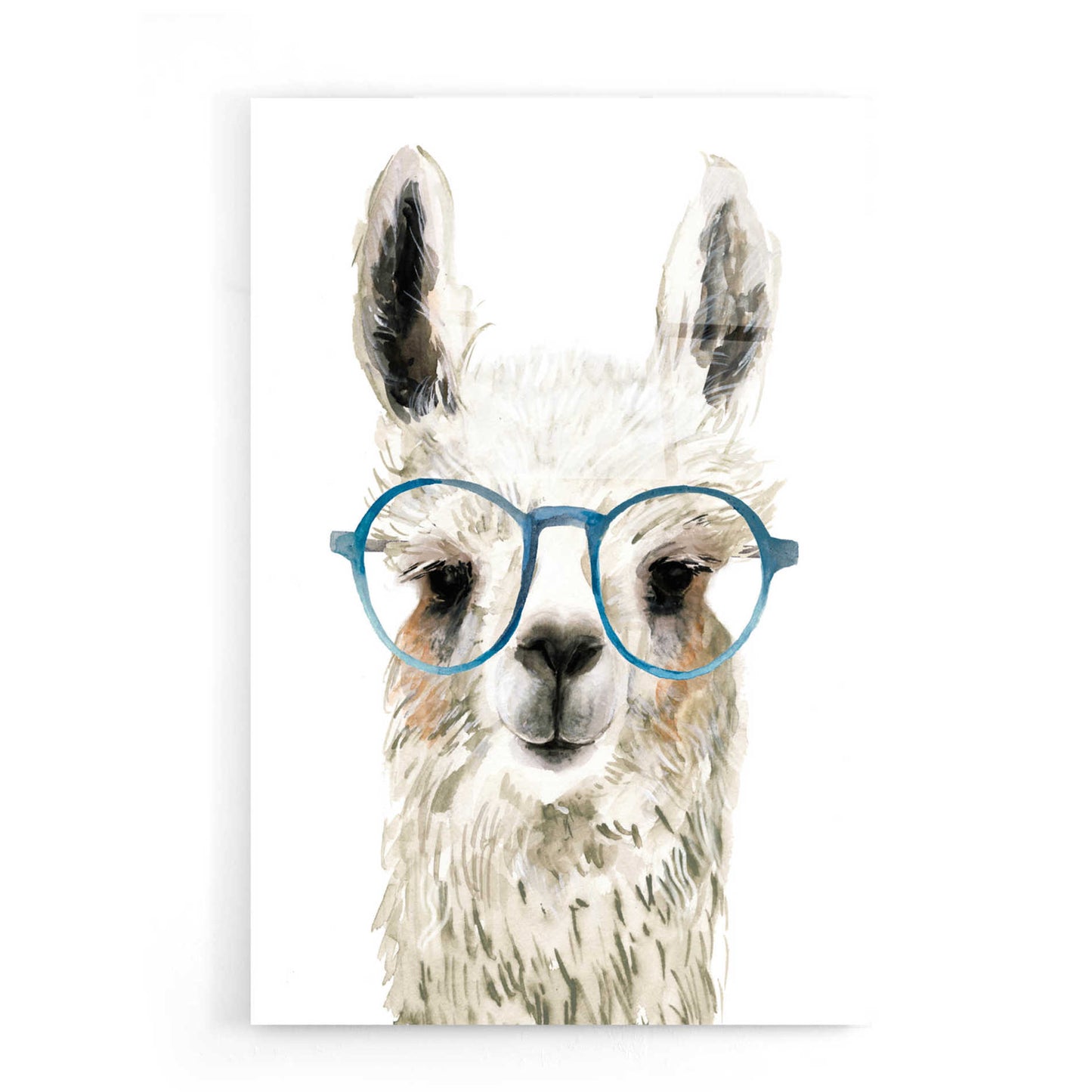 Epic Art 'Hip Llama II' by Victoria Borges, Acrylic Glass Wall Art,16x24