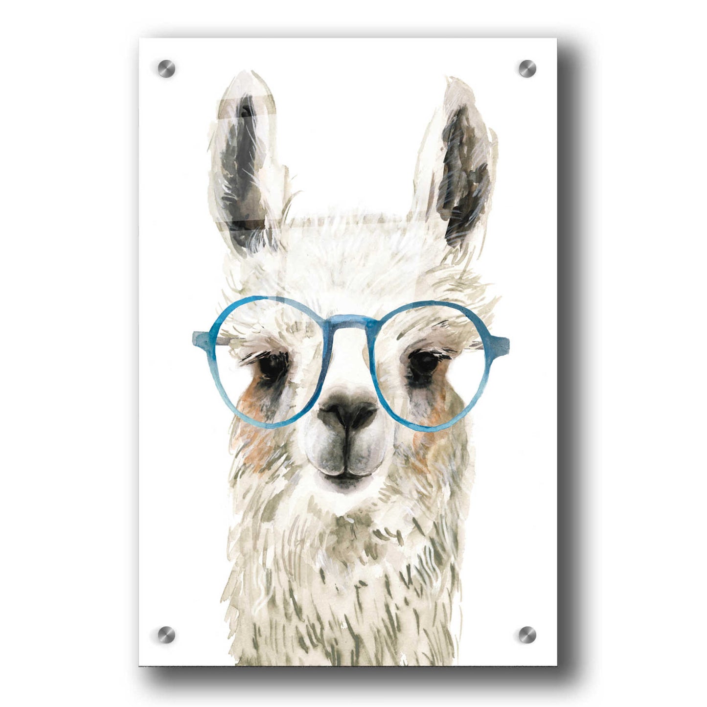 Epic Art 'Hip Llama II' by Victoria Borges, Acrylic Glass Wall Art,24x36