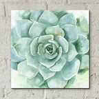 Epic Art 'Verdant Succulent I' by Victoria Borges, Acrylic Glass Wall Art,12x12