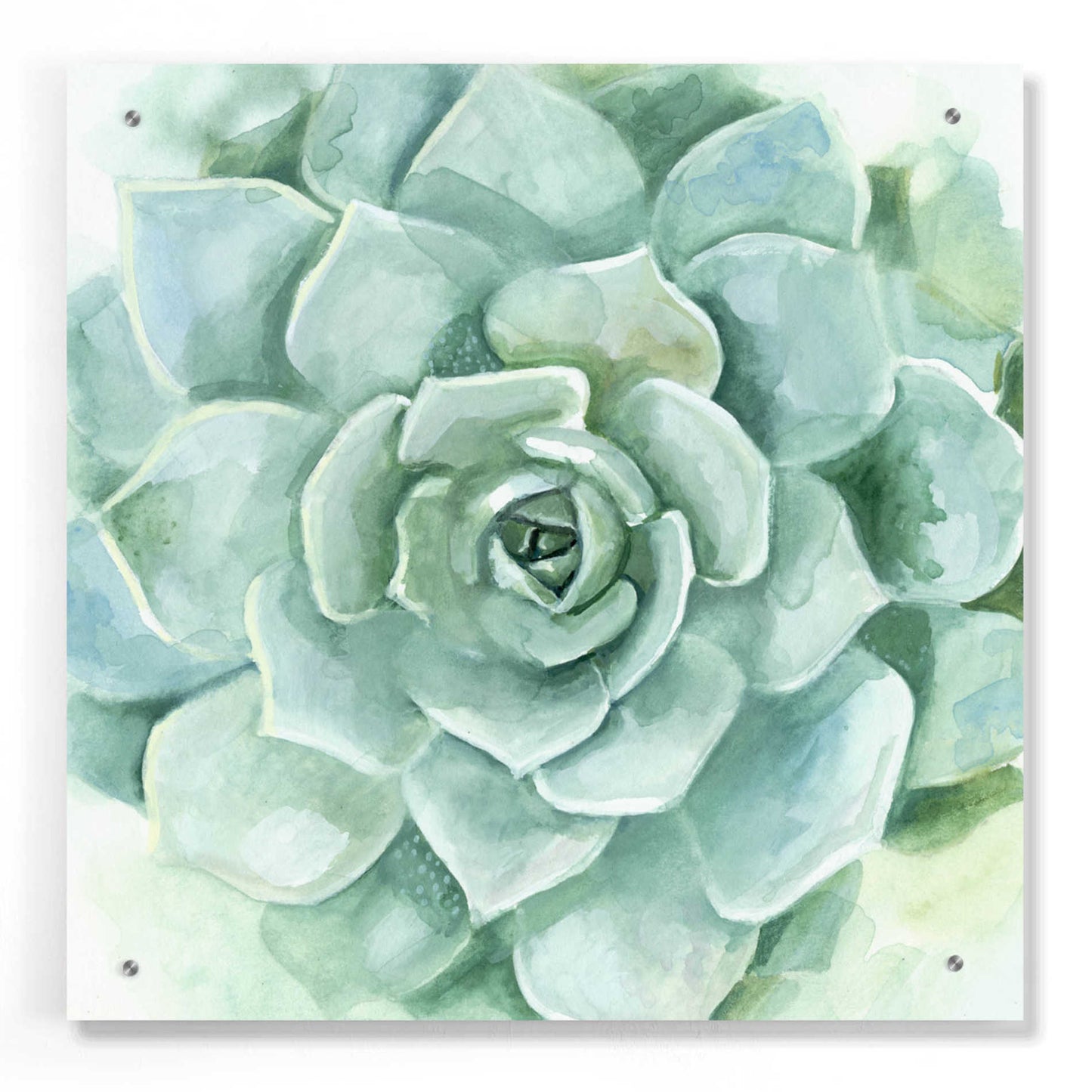 Epic Art 'Verdant Succulent I' by Victoria Borges, Acrylic Glass Wall Art,24x24