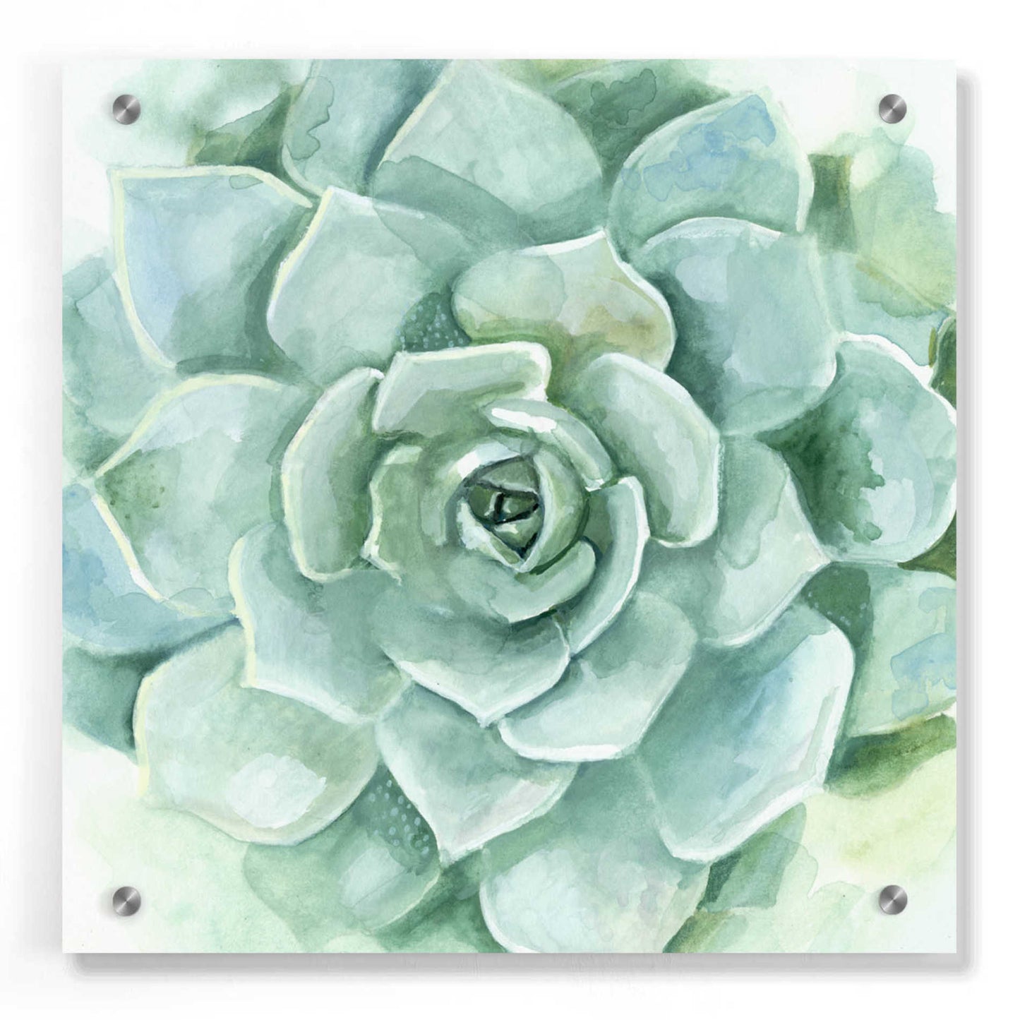 Epic Art 'Verdant Succulent I' by Victoria Borges, Acrylic Glass Wall Art,36x36