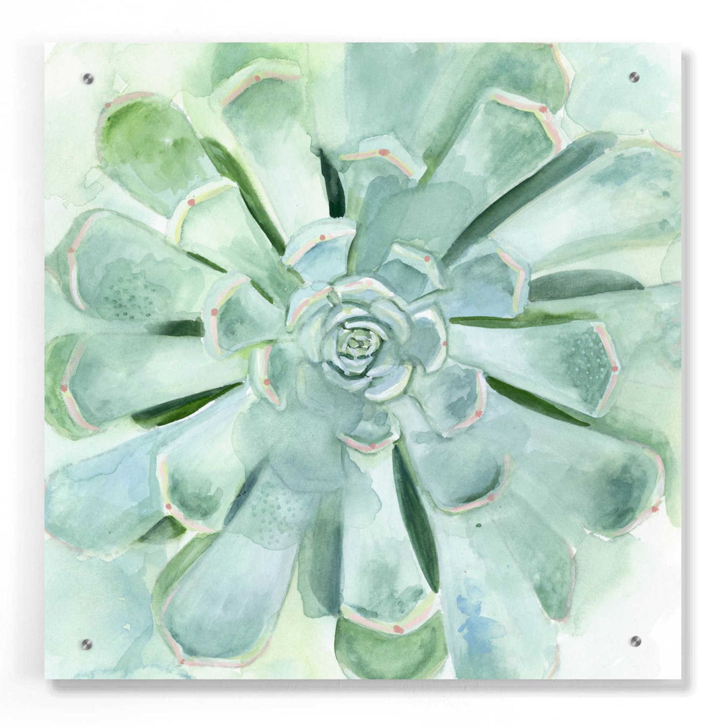 Epic Art 'Verdant Succulent IV' by Victoria Borges, Acrylic Glass Wall Art,24x24