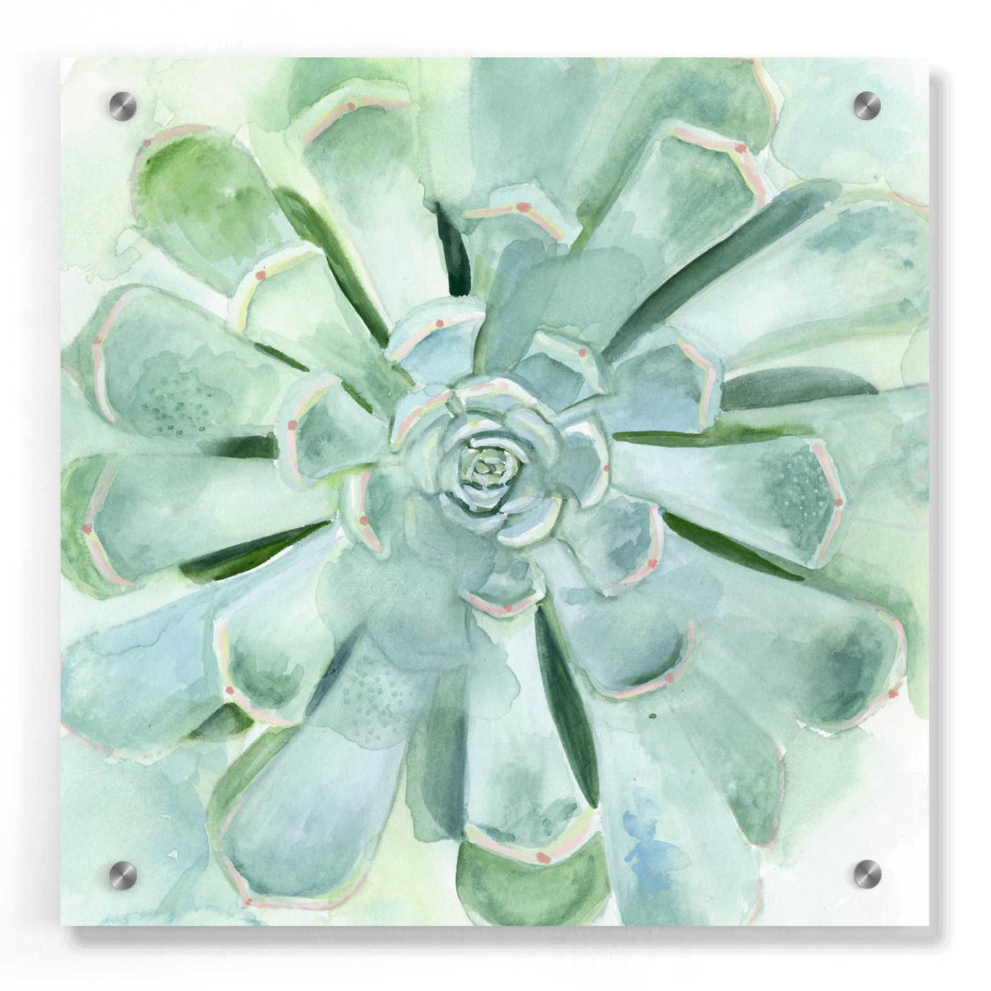 Epic Art 'Verdant Succulent IV' by Victoria Borges, Acrylic Glass Wall Art,36x36