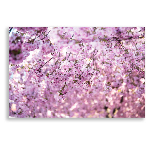 Epic Art 'Cherry Blossom Flowers' by Nicklas Gustafsson Acrylic Glass Wall Art