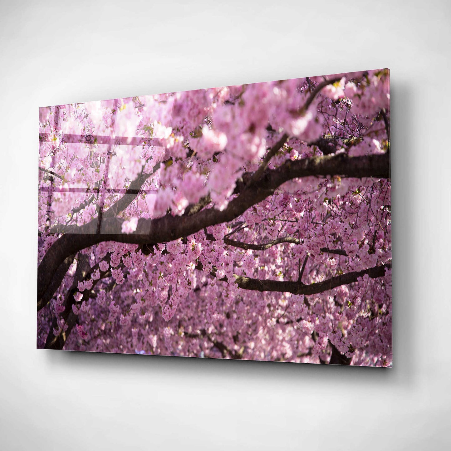 Epic Art 'Cherry Blossom Tree Panorama' by Nicklas Gustafsson Acrylic Glass Wall Art,16x12
