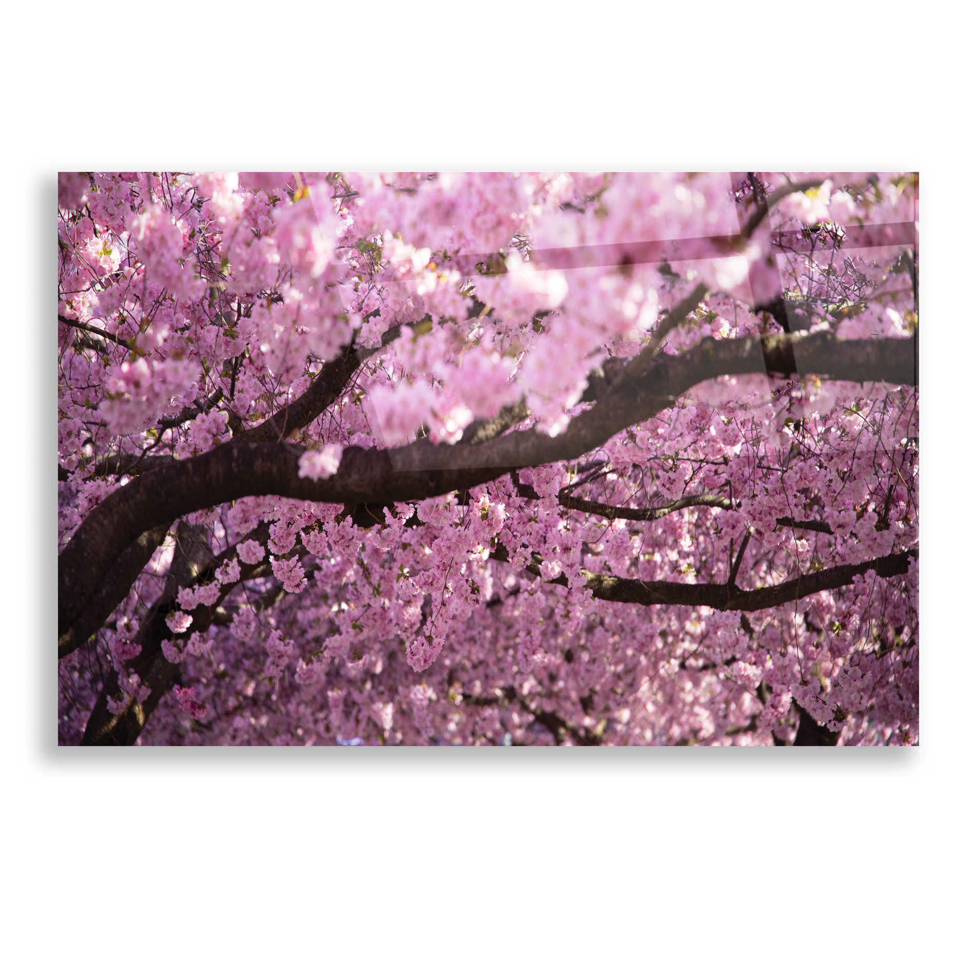 Epic Art 'Cherry Blossom Tree Panorama' by Nicklas Gustafsson Acrylic Glass Wall Art,16x12