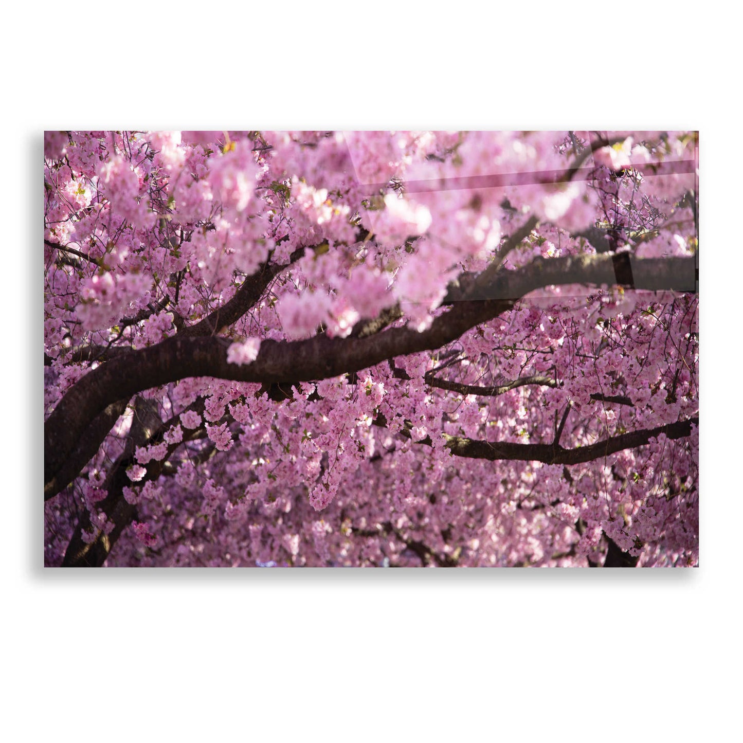 Epic Art 'Cherry Blossom Tree Panorama' by Nicklas Gustafsson Acrylic Glass Wall Art,24x16