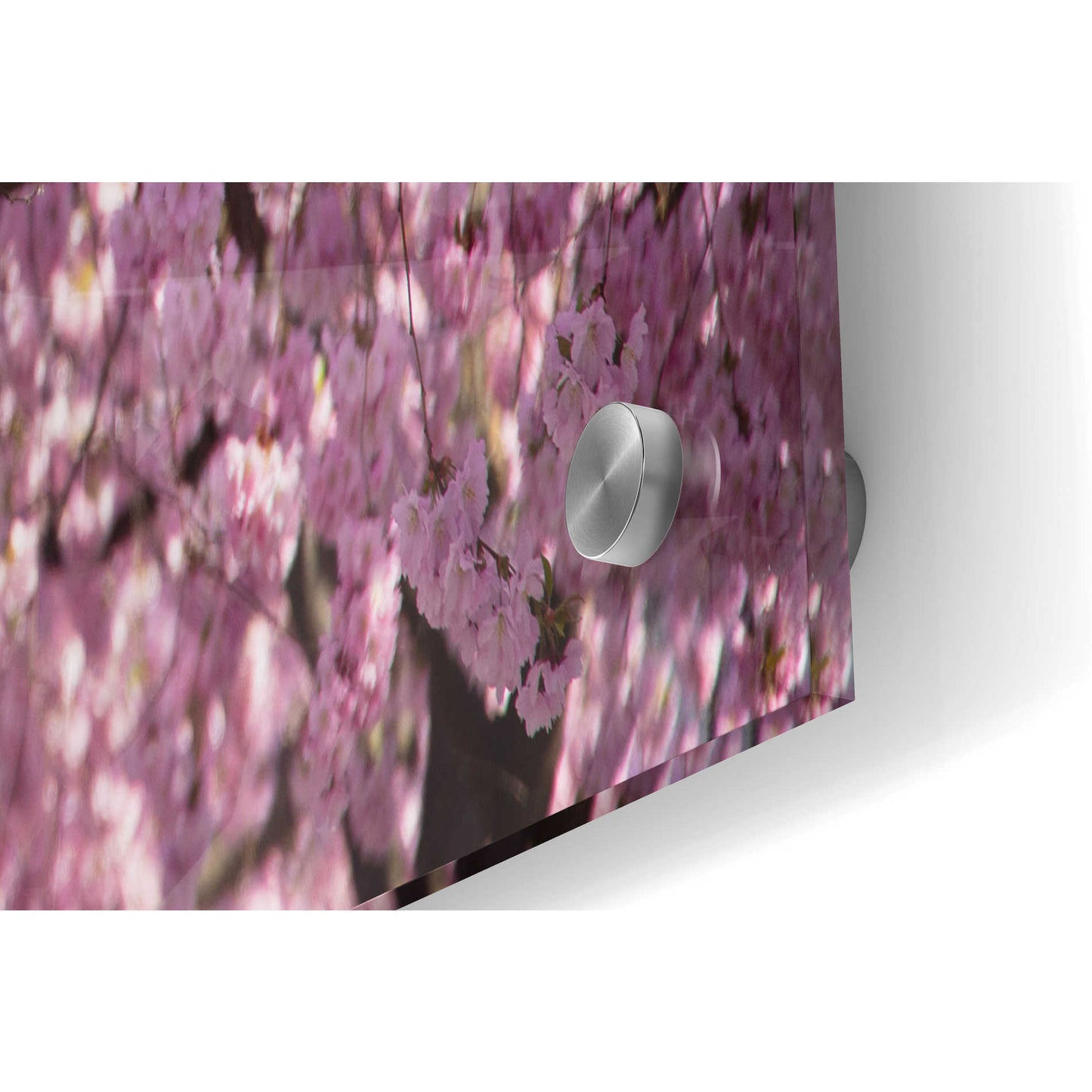 Epic Art 'Cherry Blossom Tree Panorama' by Nicklas Gustafsson Acrylic Glass Wall Art,36x24