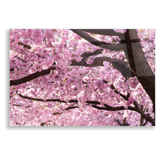 Epic Art 'Cherry Blossom Trees' by Nicklas Gustafsson Acrylic Glass Wall Art