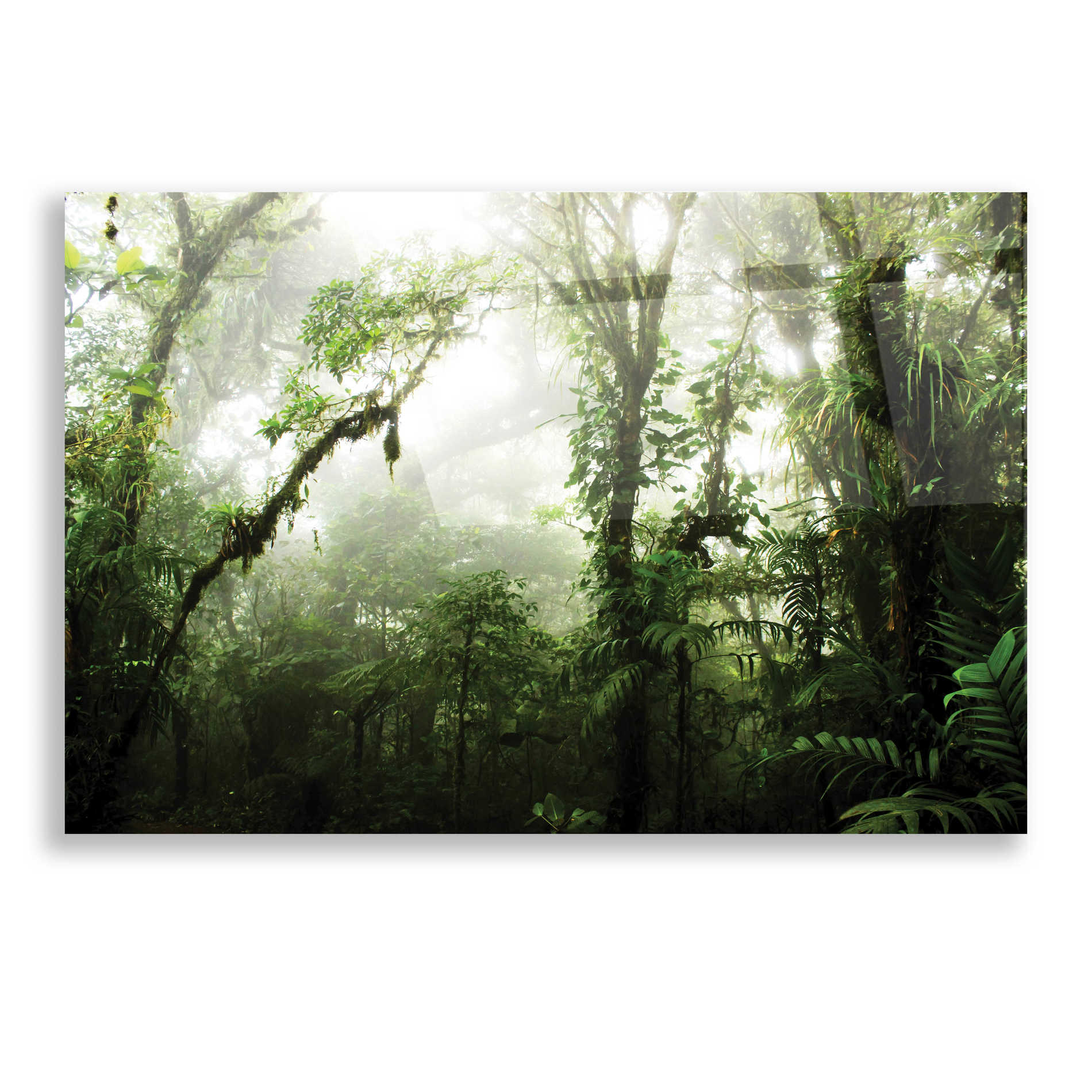 Epic Art 'Cloud Forest' by Nicklas Gustafsson Acrylic Glass Wall Art