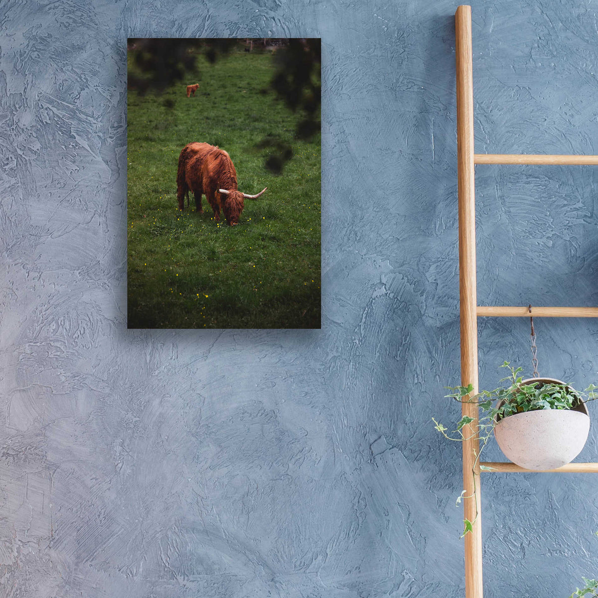 Epic Art 'Grazing Highlander' by Nicklas Gustafsson Acrylic Glass Wall Art,16x24