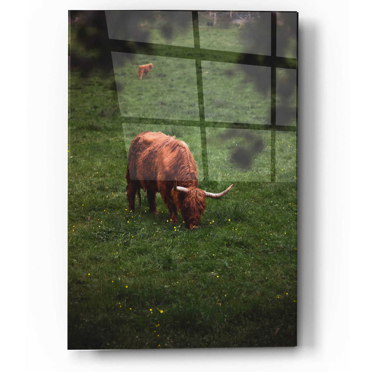 Epic Art 'Grazing Highlander' by Nicklas Gustafsson Acrylic Glass Wall Art