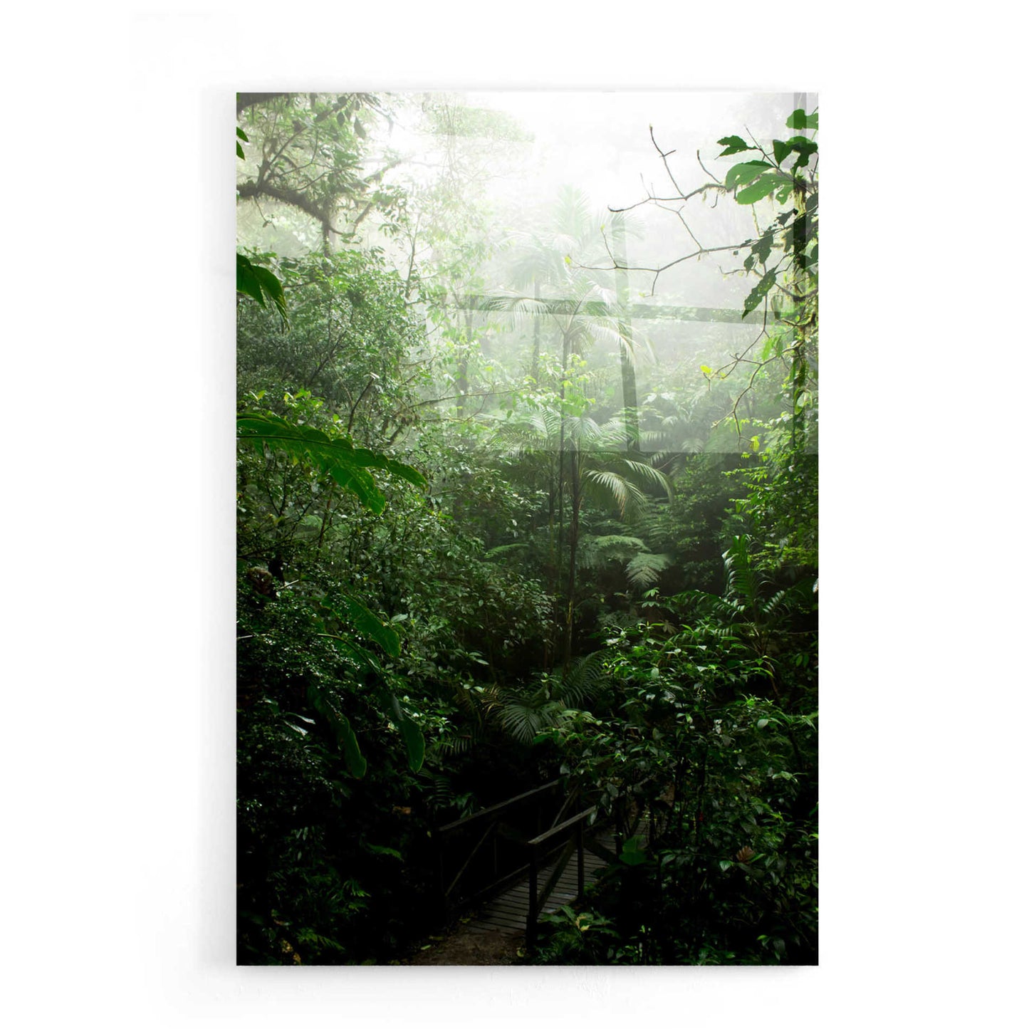 Epic Art 'Into The Cloud Forest' by Nicklas Gustafsson Acrylic Glass Wall Art,16x24
