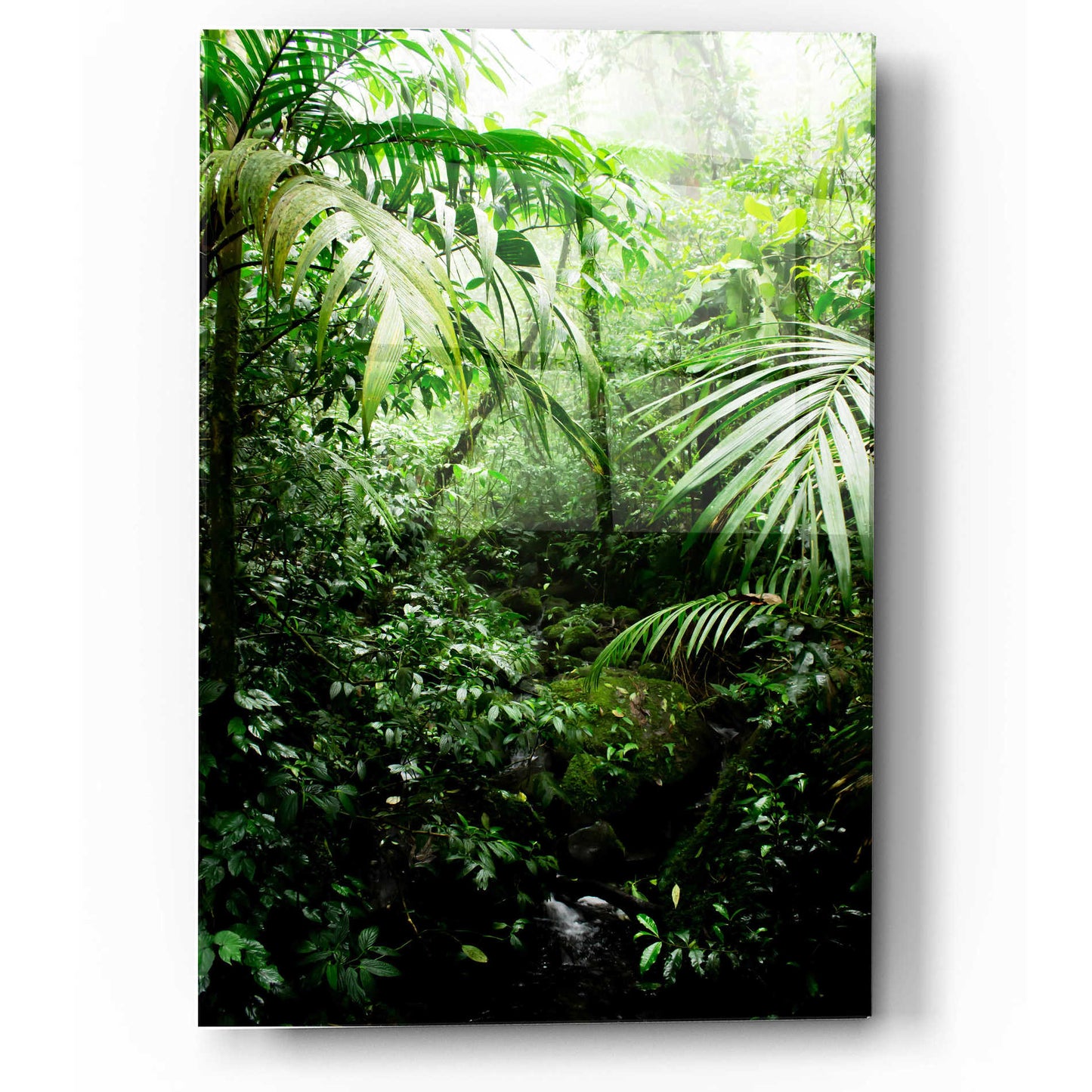 Epic Art 'Misty Rainforest Creek' by Nicklas Gustafsson Acrylic Glass Wall Art,12x16