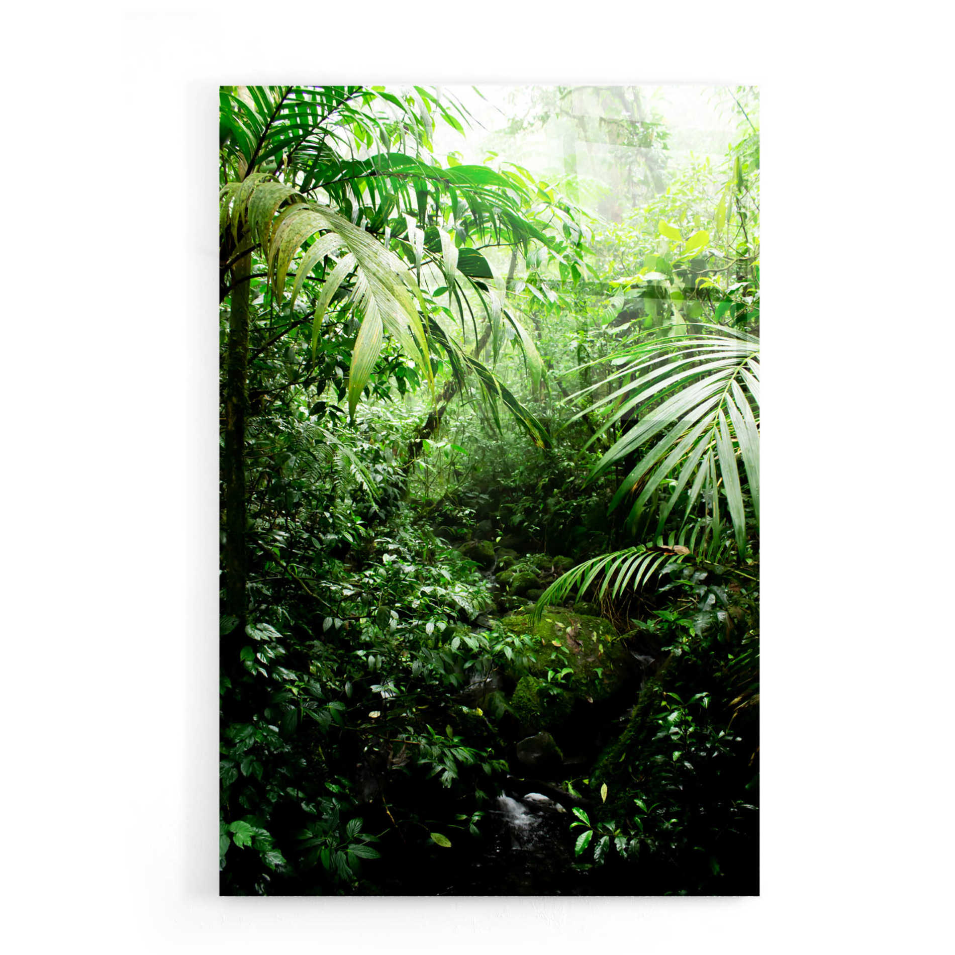 Epic Art 'Misty Rainforest Creek' by Nicklas Gustafsson Acrylic Glass Wall Art,16x24