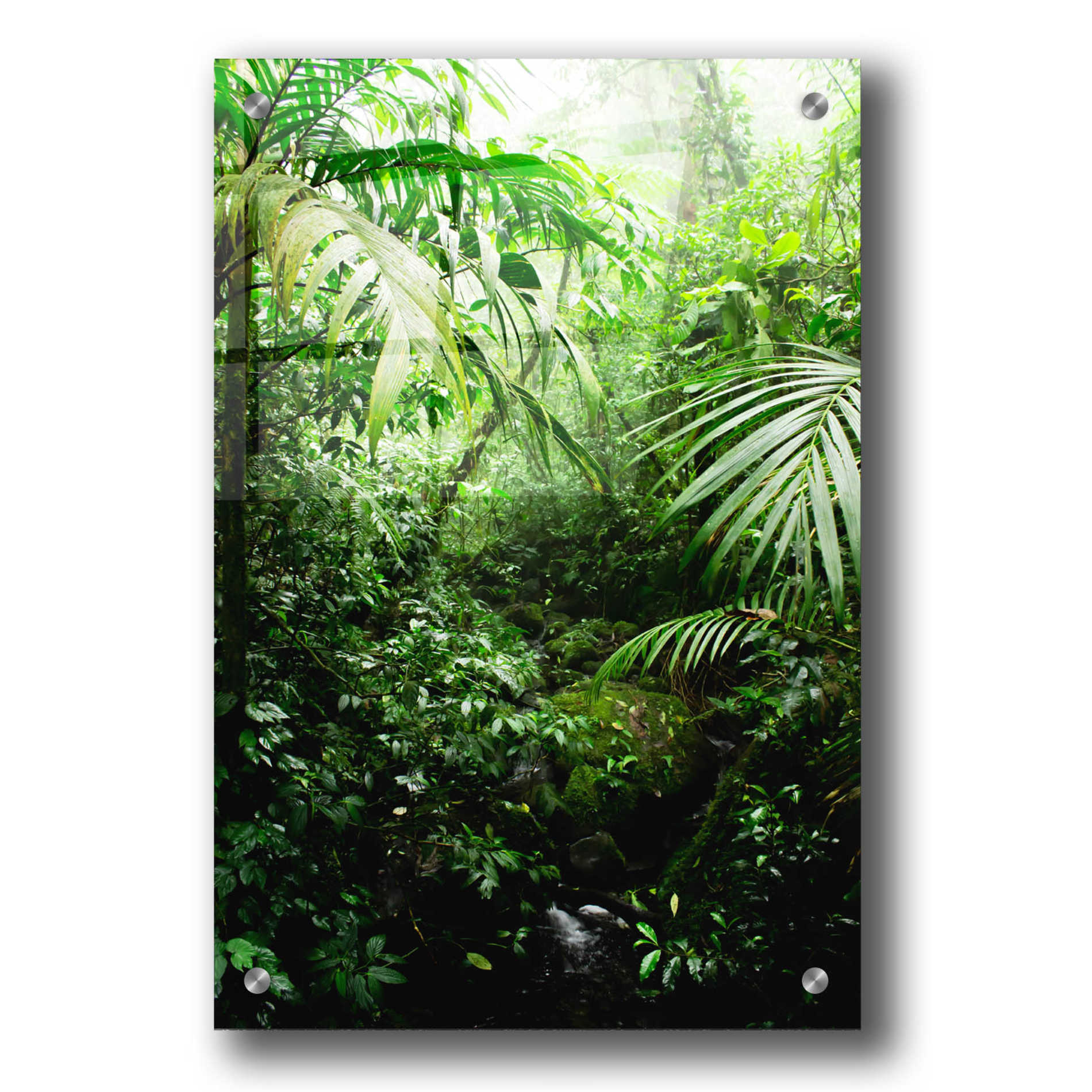 Epic Art 'Misty Rainforest Creek' by Nicklas Gustafsson Acrylic Glass Wall Art,24x36