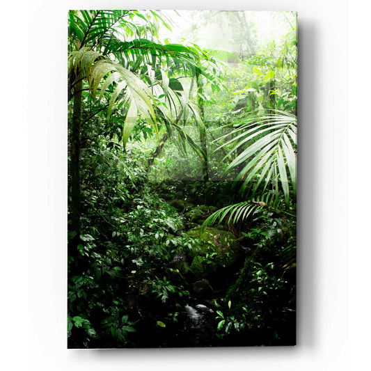 Epic Art 'Misty Rainforest Creek' by Nicklas Gustafsson Acrylic Glass Wall Art