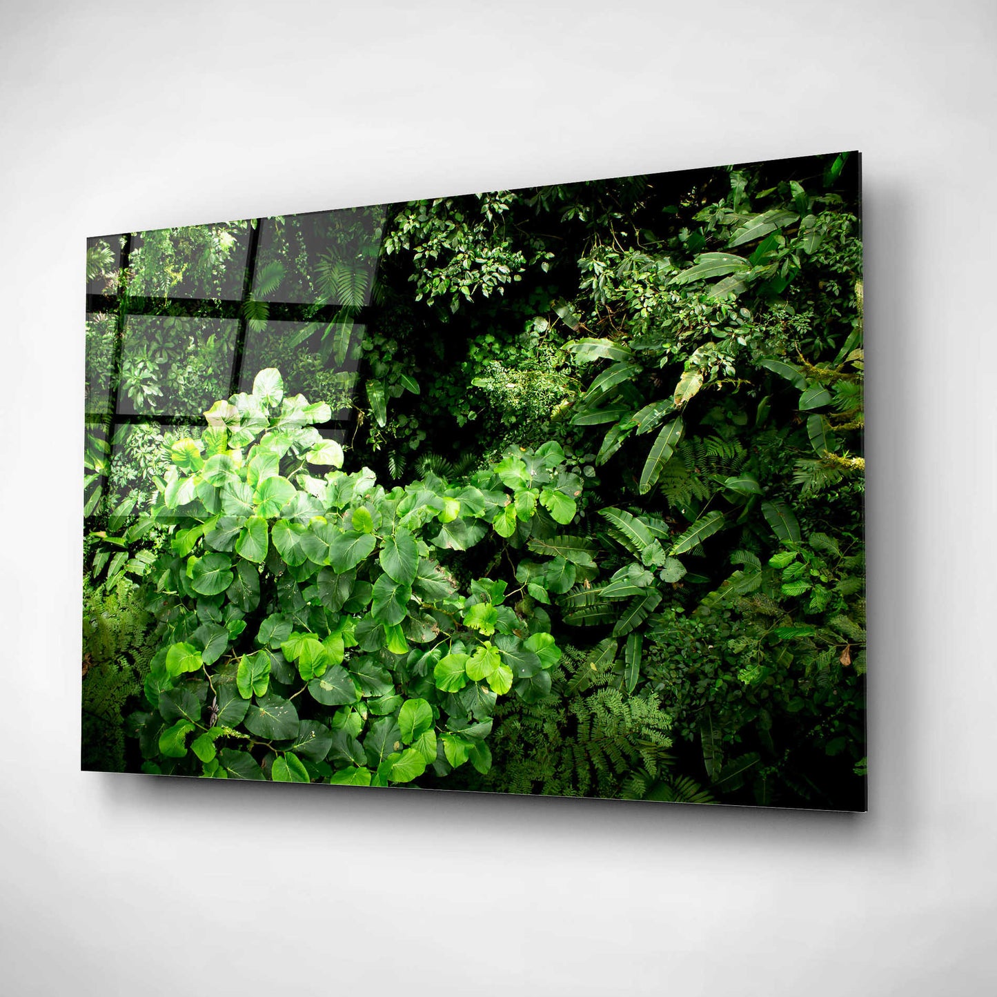Epic Art 'Rainforest Canopy' by Nicklas Gustafsson Acrylic Glass Wall Art,16x12