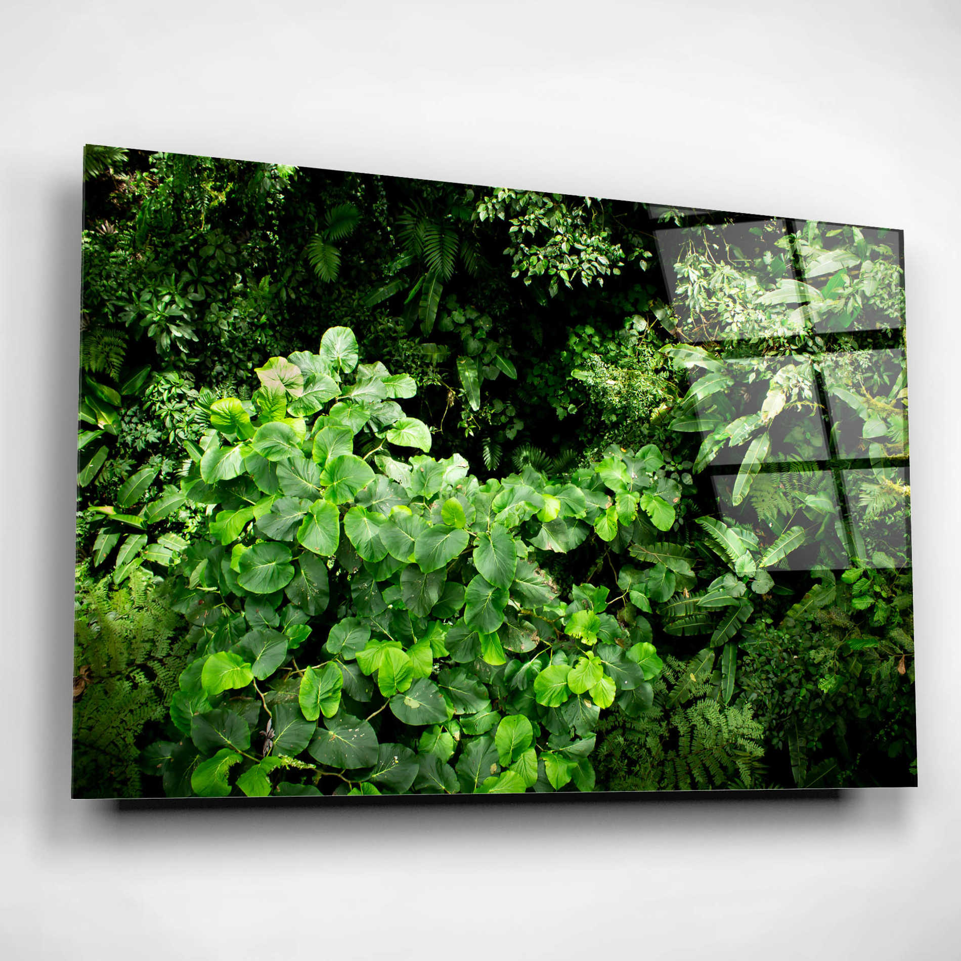 Epic Art 'Rainforest Canopy' by Nicklas Gustafsson Acrylic Glass Wall Art,24x16