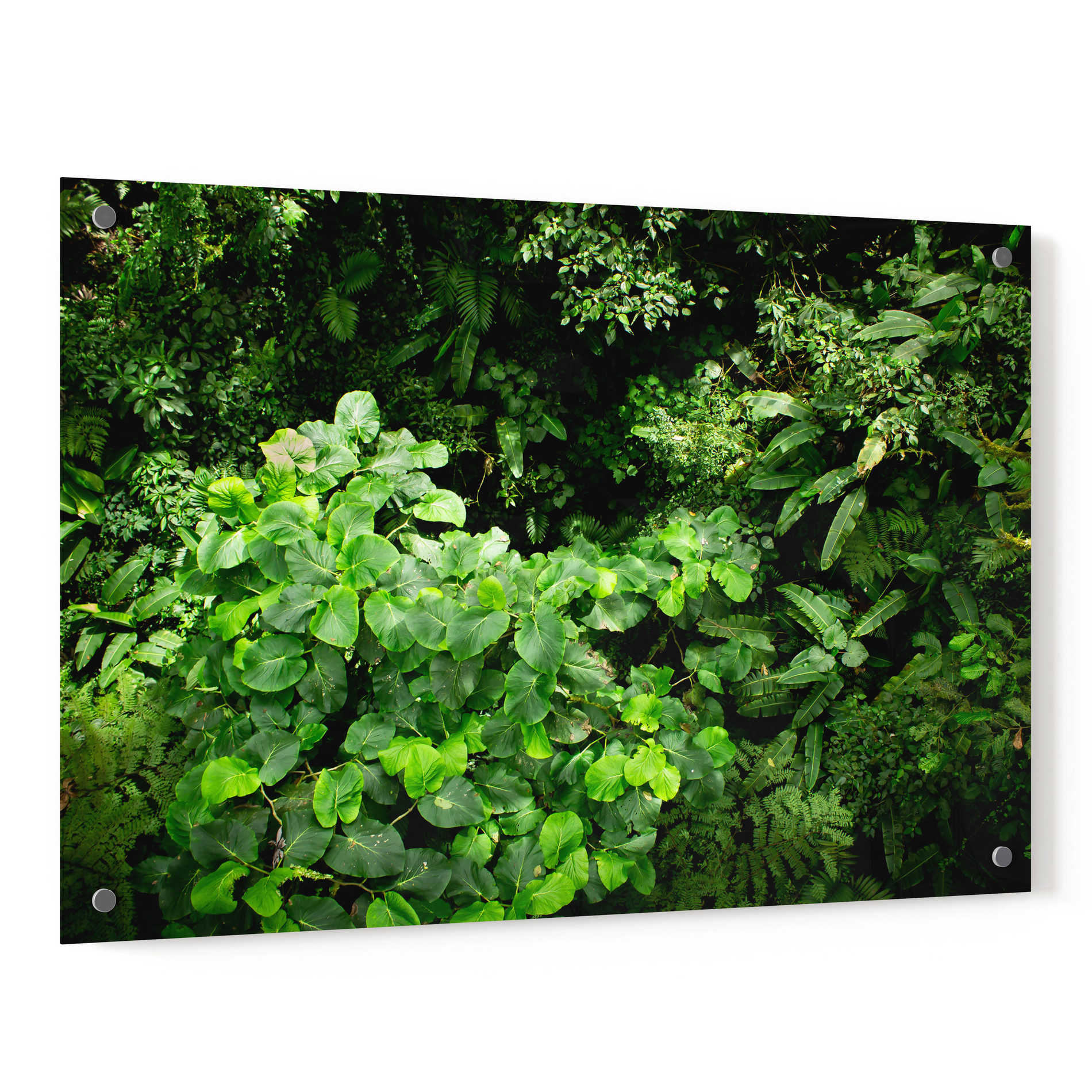 Epic Art 'Rainforest Canopy' by Nicklas Gustafsson Acrylic Glass Wall Art,36x24