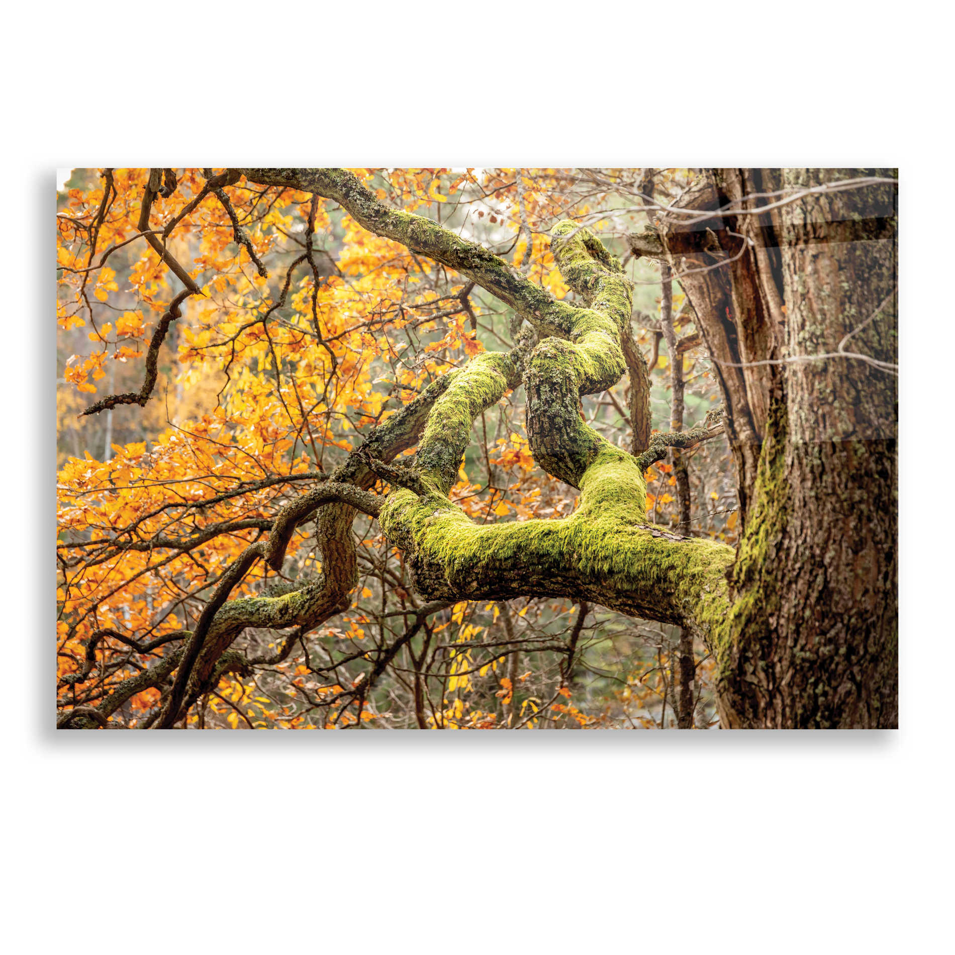Epic Art 'Reaching Autumn Branch' by Nicklas Gustafsson Acrylic Glass Wall Art,16x12
