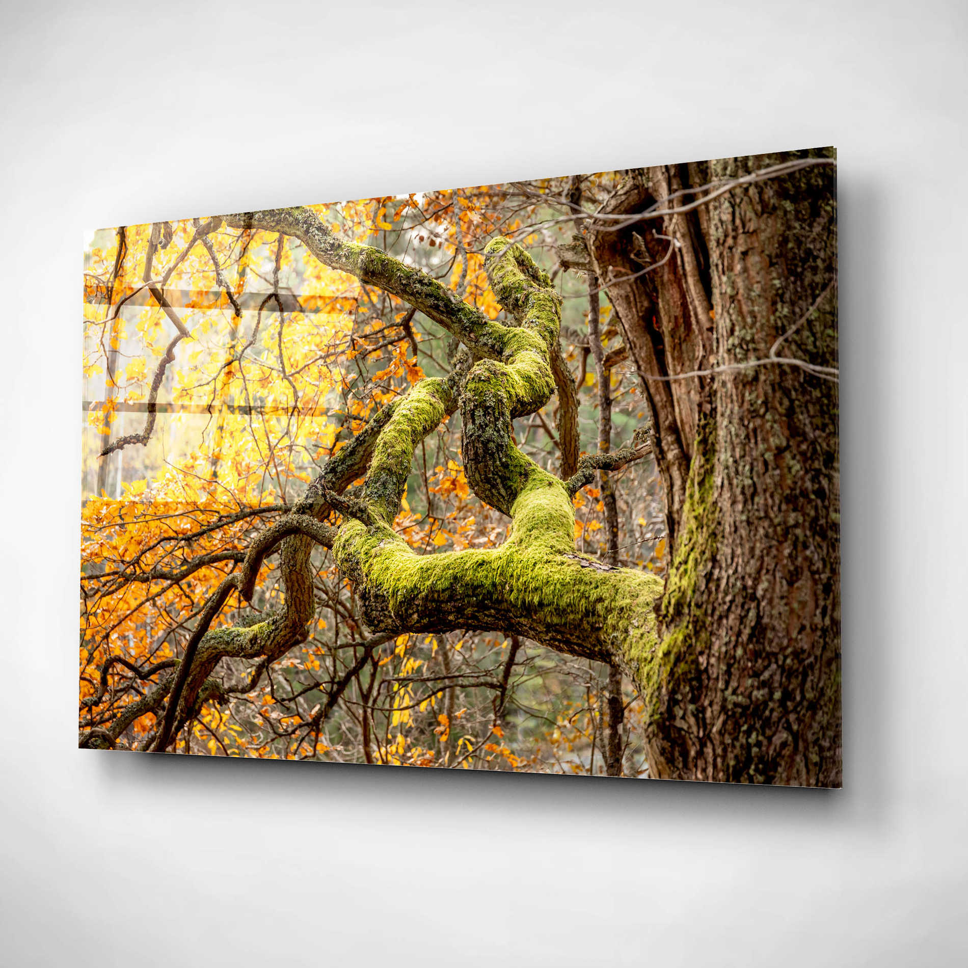 Epic Art 'Reaching Autumn Branch' by Nicklas Gustafsson Acrylic Glass Wall Art,24x16