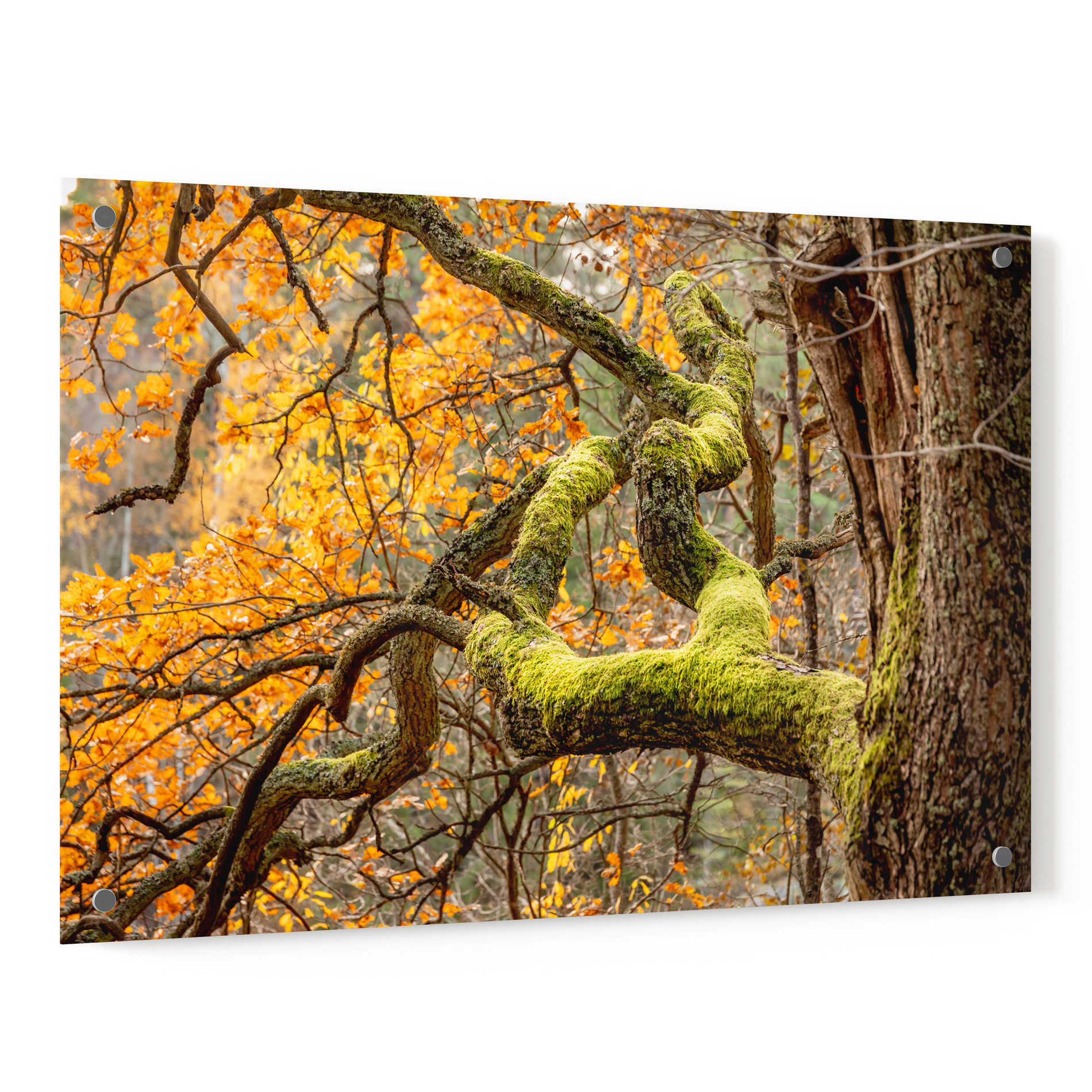 Epic Art 'Reaching Autumn Branch' by Nicklas Gustafsson Acrylic Glass Wall Art,36x24