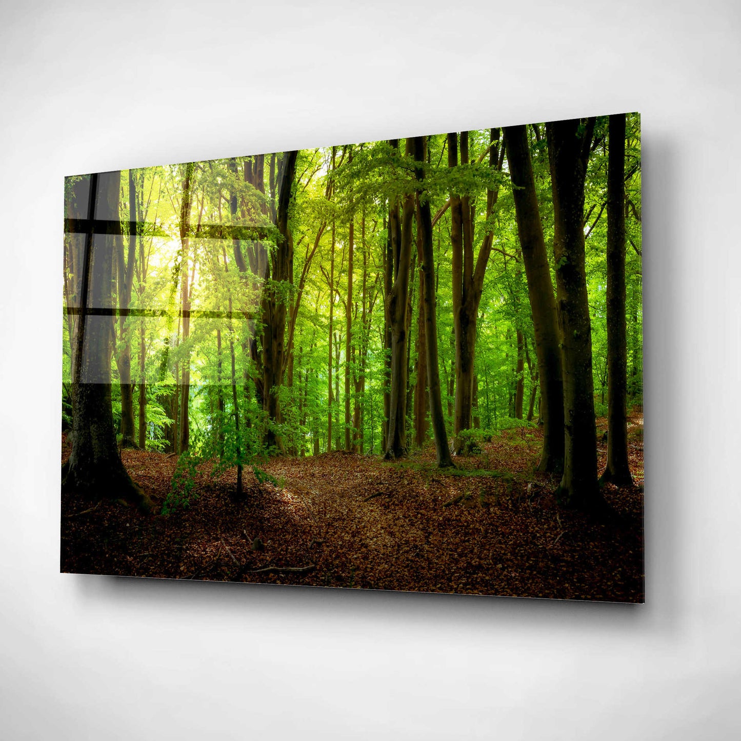 Epic Art 'Summer Forest' by Nicklas Gustafsson Acrylic Glass Wall Art,16x12
