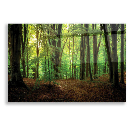 Epic Art 'Summer Forest' by Nicklas Gustafsson Acrylic Glass Wall Art