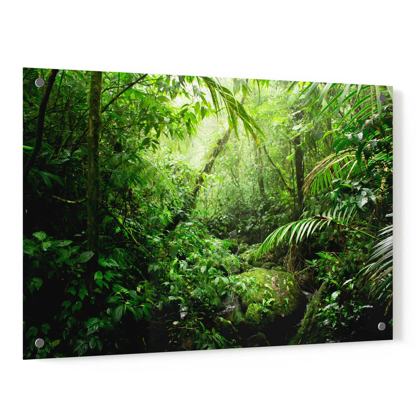 Epic Art 'Warm Glow Rainforest Creek' by Nicklas Gustafsson Acrylic Glass Wall Art,36x24