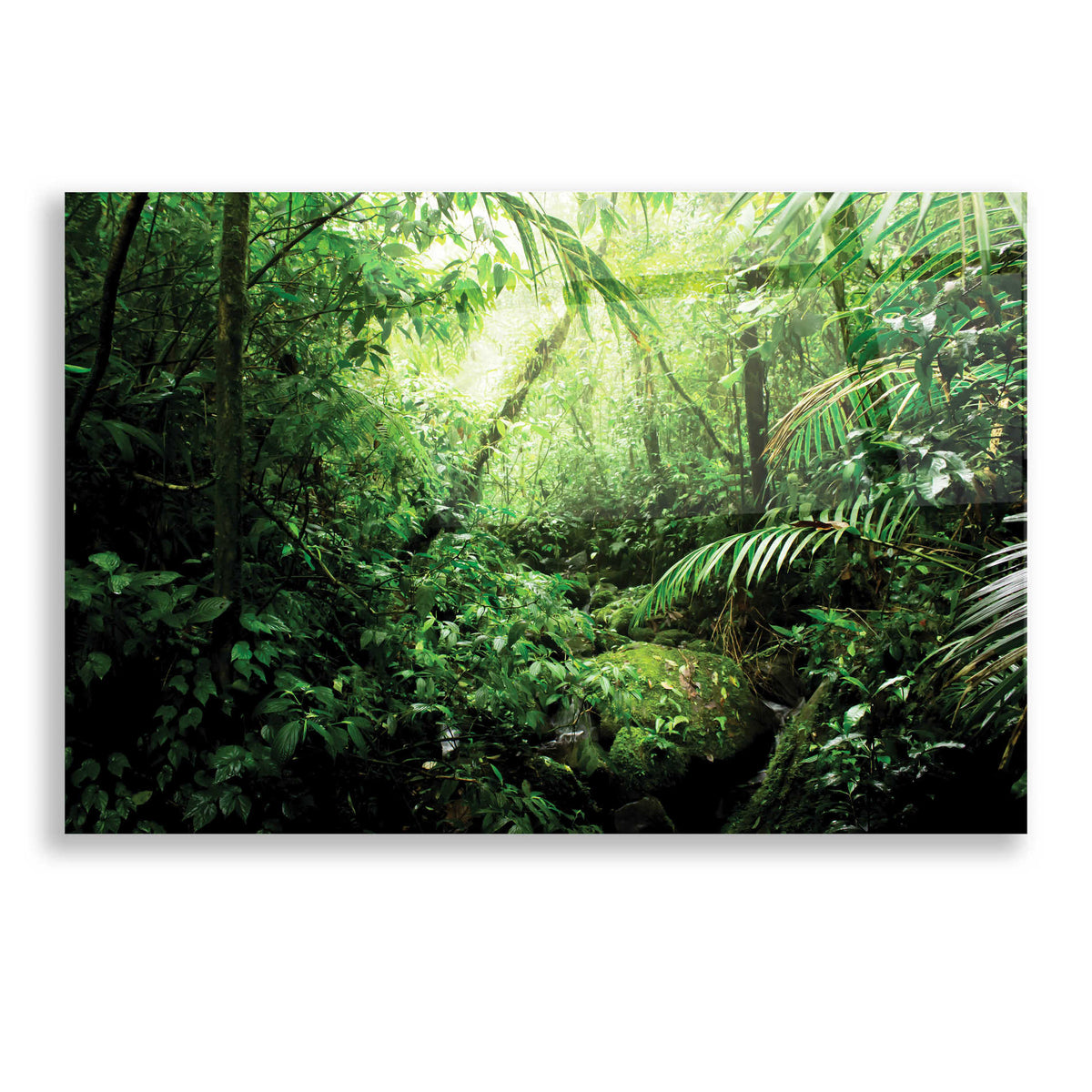 Epic Art 'Warm Glow Rainforest Creek' by Nicklas Gustafsson Acrylic Glass Wall Art