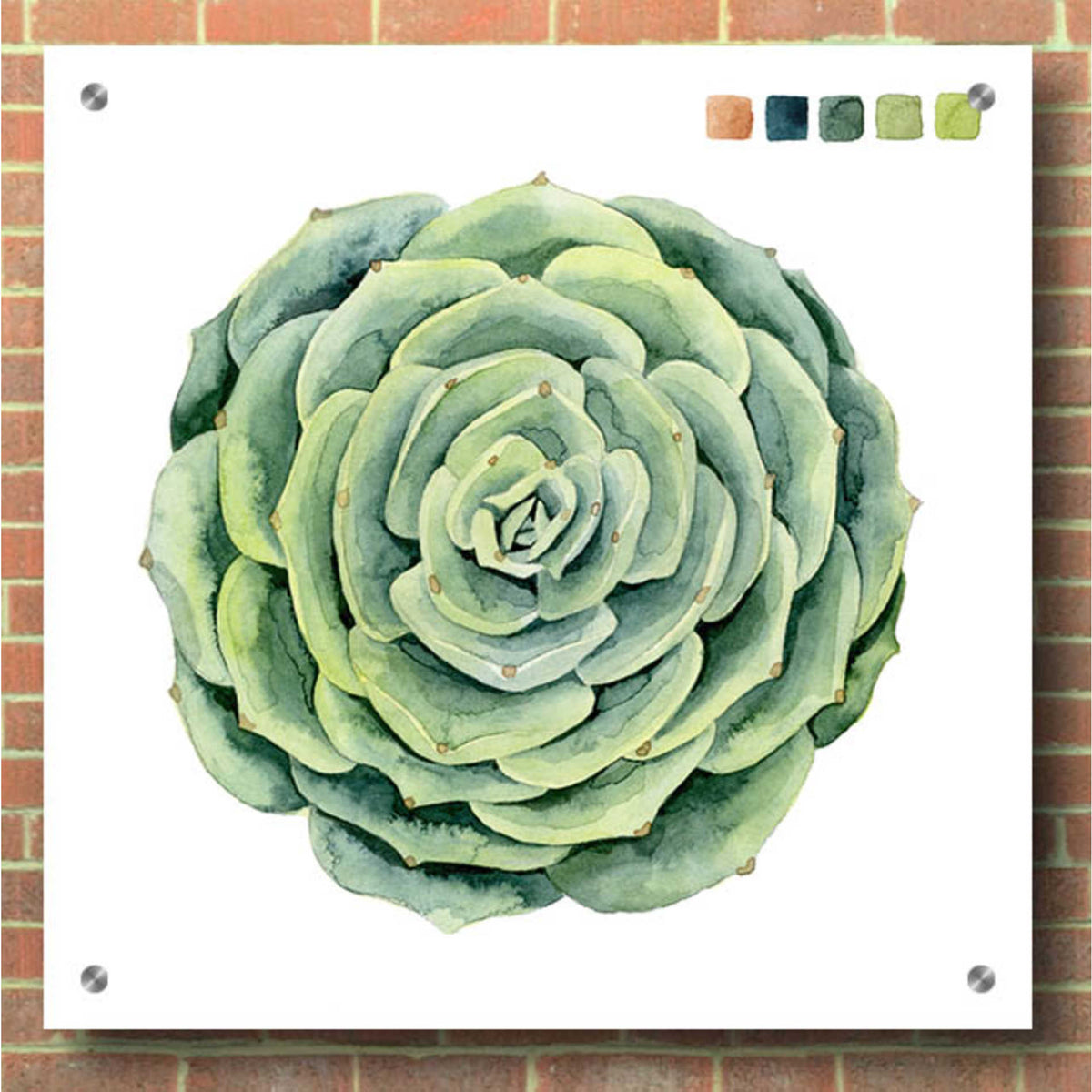 Epic Art 'Succulent Swatches IV' by Grace Popp, Acrylic Wall Glass,36x36