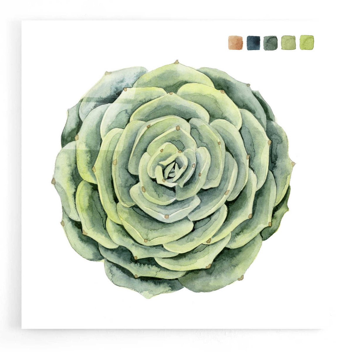 Epic Art 'Succulent Swatches IV' by Grace Popp, Acrylic Wall Glass