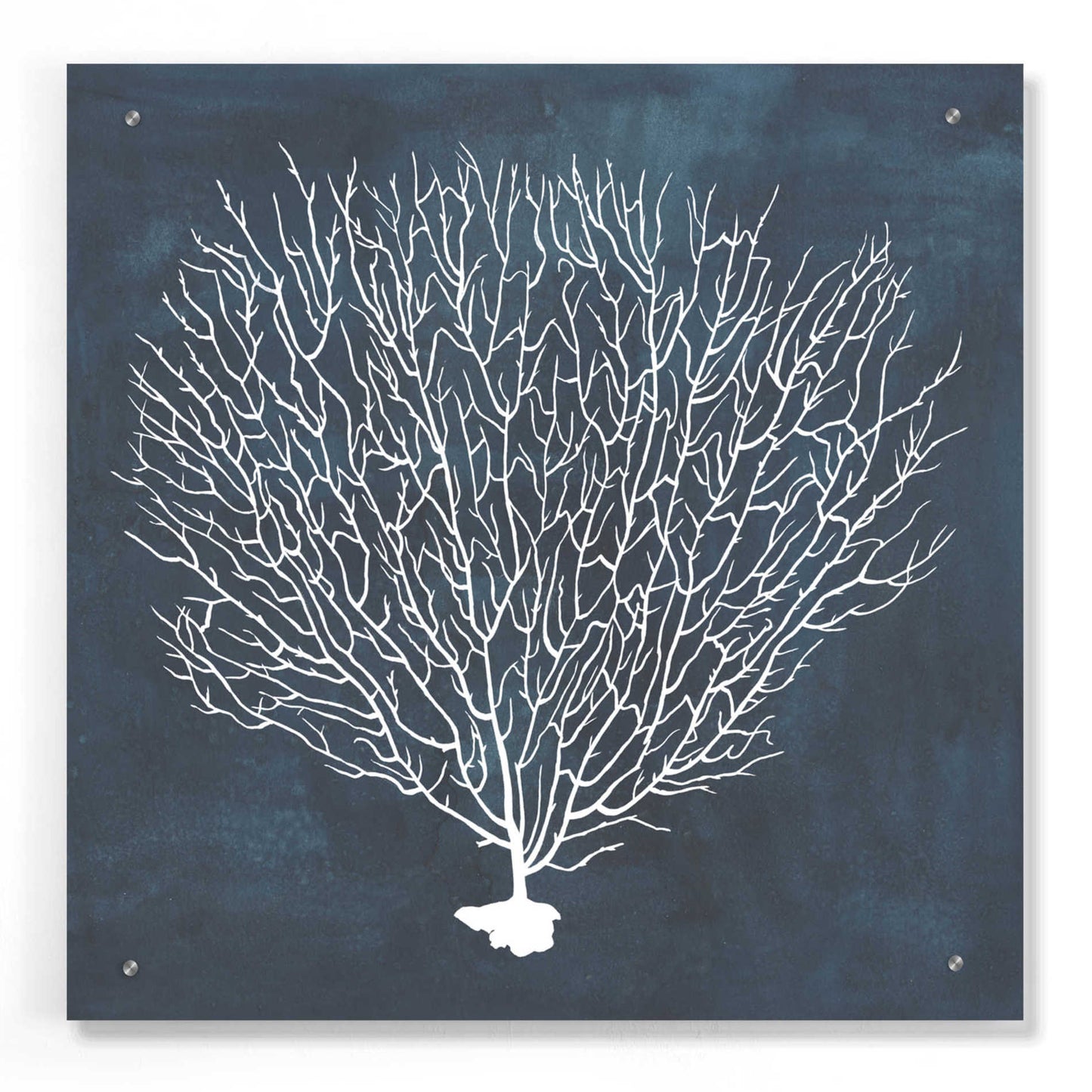 Epic Art 'Inverse Sea Fan IV' by Grace Popp, Acrylic Wall Glass,24x24