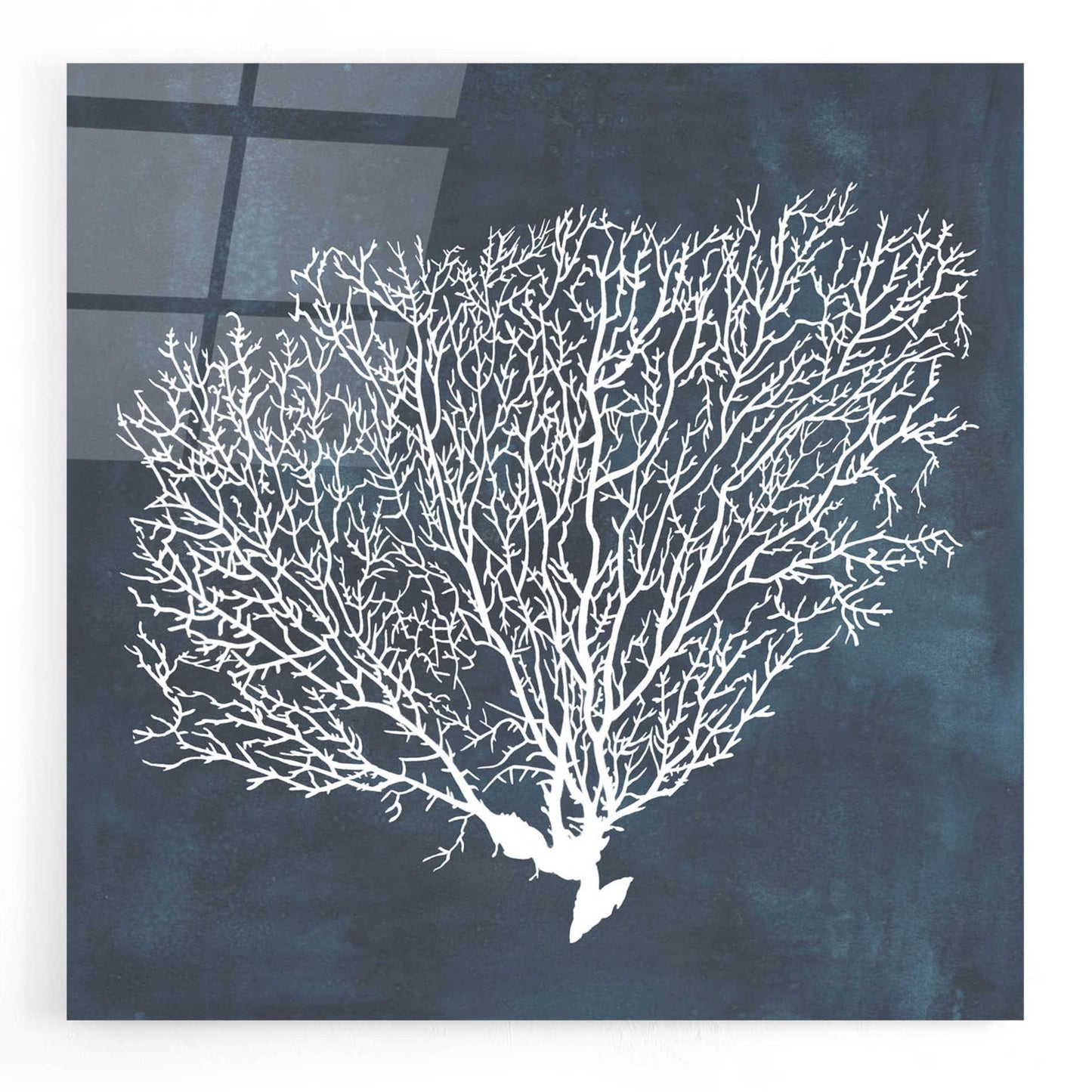 Epic Art 'Inverse Sea Fan II' by Grace Popp, Acrylic Wall Glass,12x12