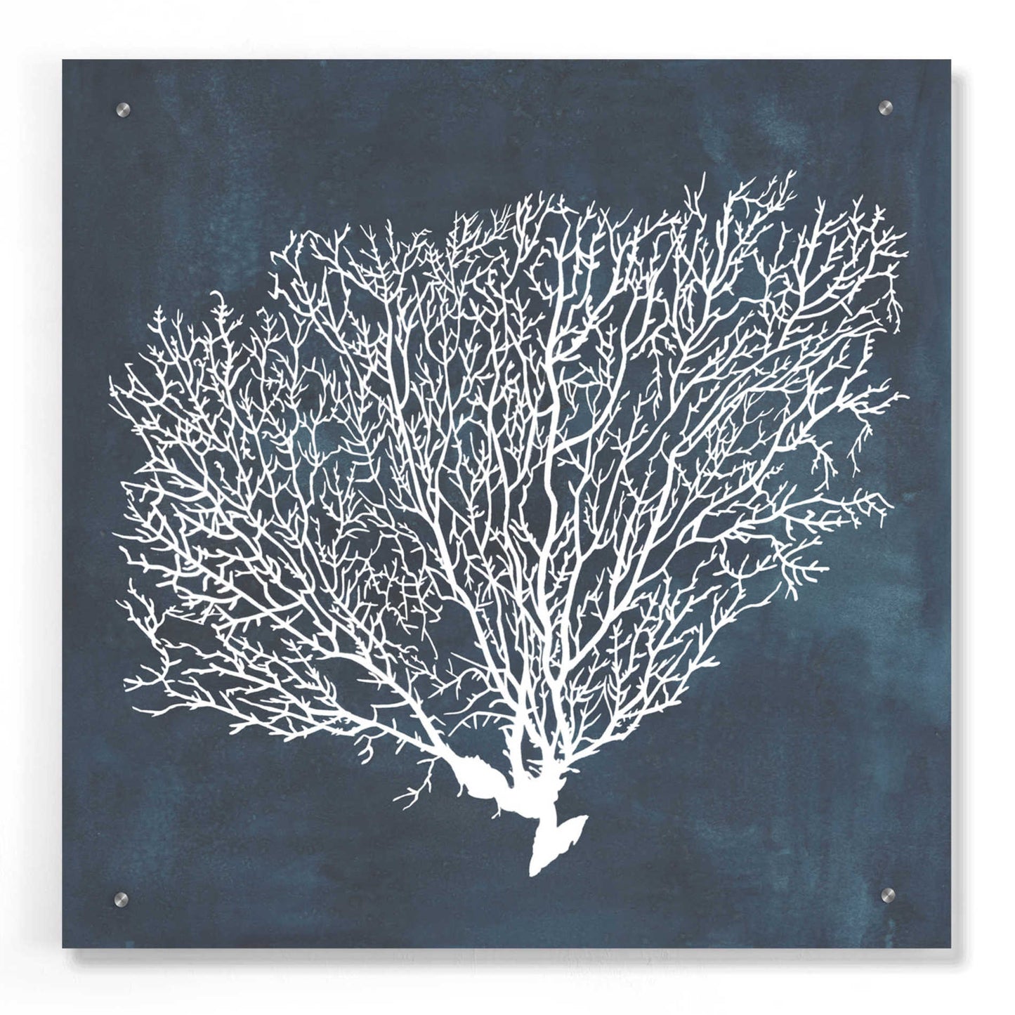 Epic Art 'Inverse Sea Fan II' by Grace Popp, Acrylic Wall Glass,24x24