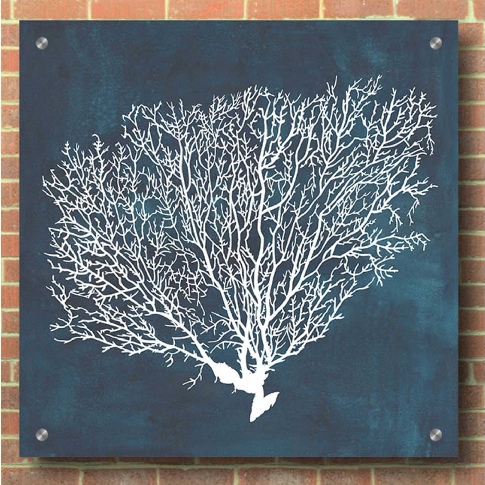 Epic Art 'Inverse Sea Fan II' by Grace Popp, Acrylic Wall Glass,36x36