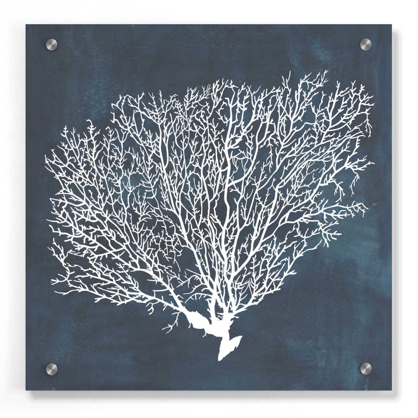 Epic Art 'Inverse Sea Fan II' by Grace Popp, Acrylic Wall Glass,36x36