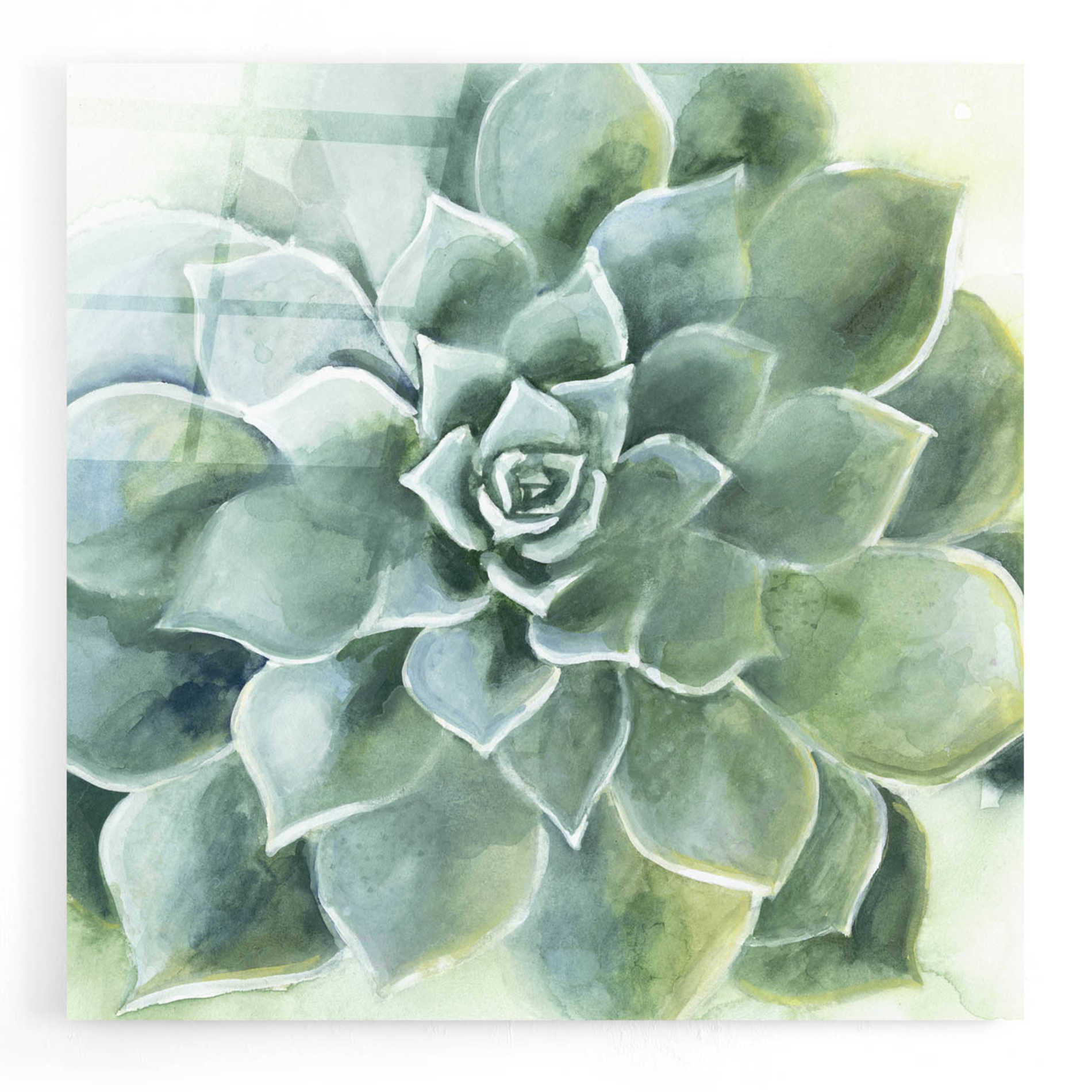 Epic Art 'Verdant Succulent II' by Grace Popp, Acrylic Wall Glass,12x12