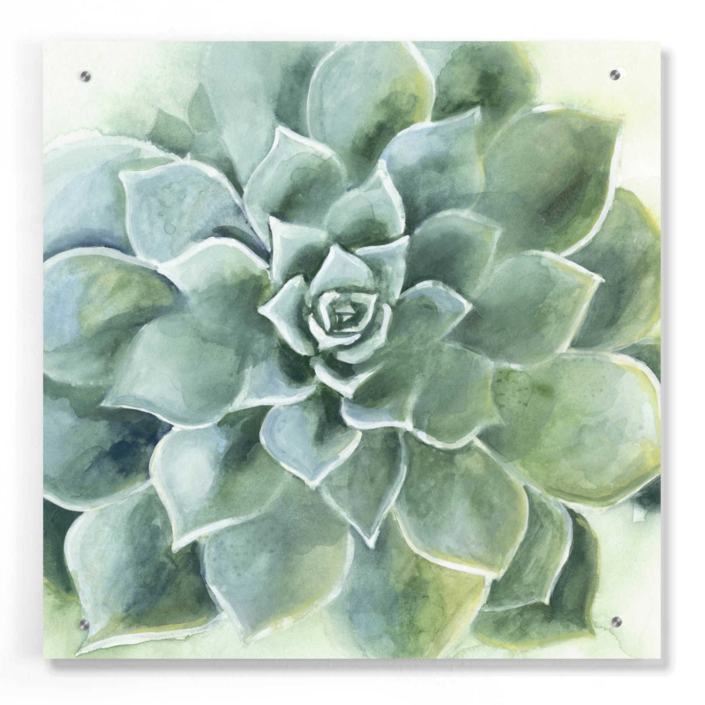 Epic Art 'Verdant Succulent II' by Grace Popp, Acrylic Wall Glass,24x24