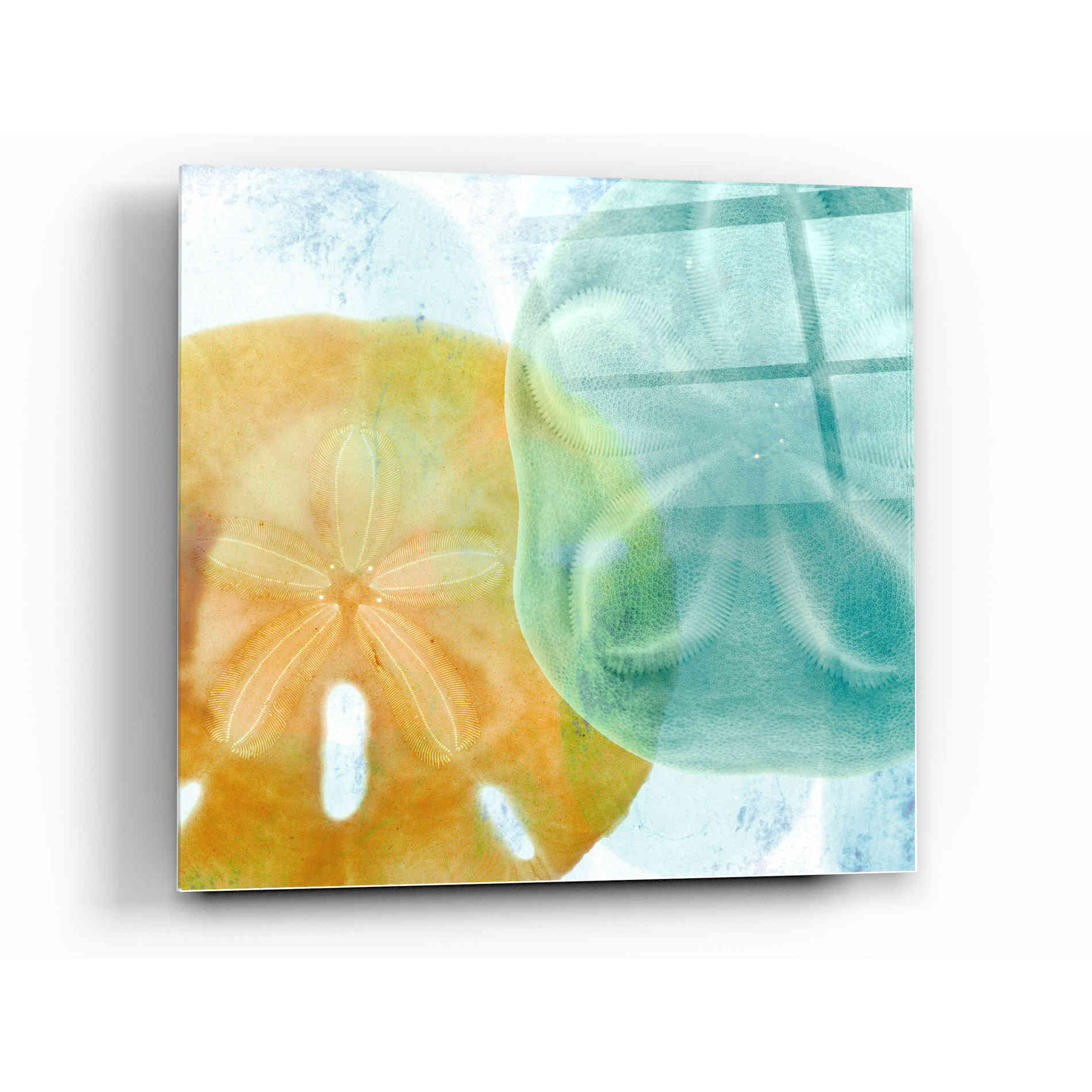 Epic Art 'Luminous Seashells' by Elena Ray Acrylic Glass Wall Art,12 x 12