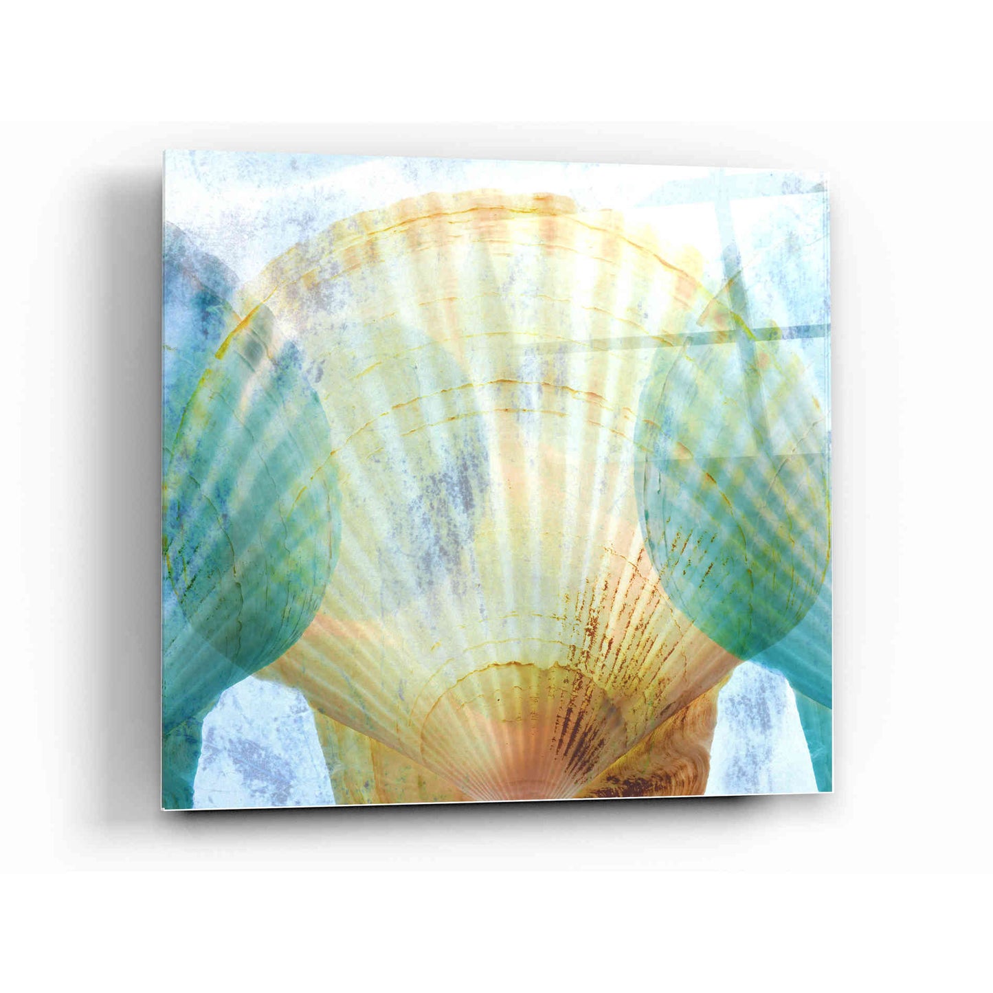 Epic Art 'Luminous Seashells 2' by Elena Ray Acrylic Glass Wall Art,12 x 12