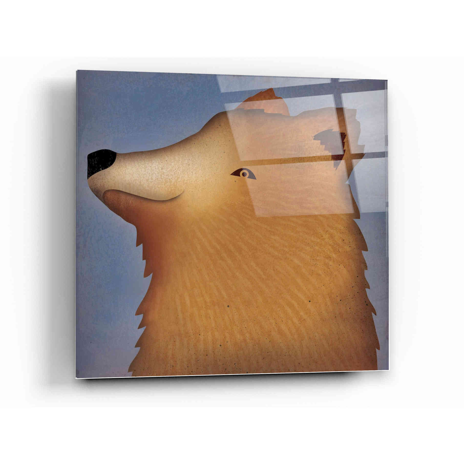 Epic Art 'Brown Bear Wow' by Ryan Fowler, Acrylic Glass Wall Art,12x12