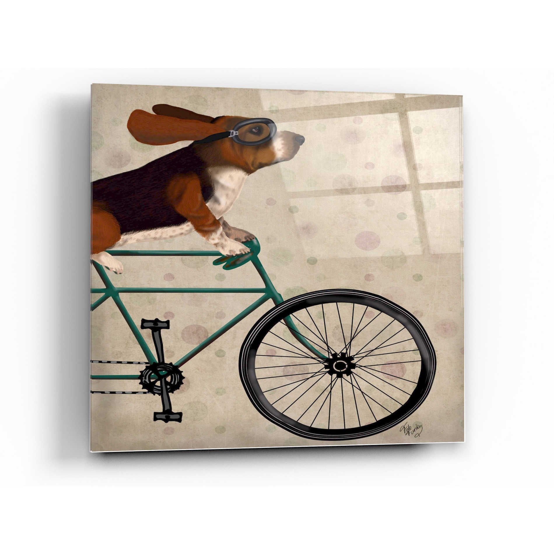 Epic Art 'Basset Hound on Bicycle' by Fab Funky Acrylic Glass Wall Art,12x12