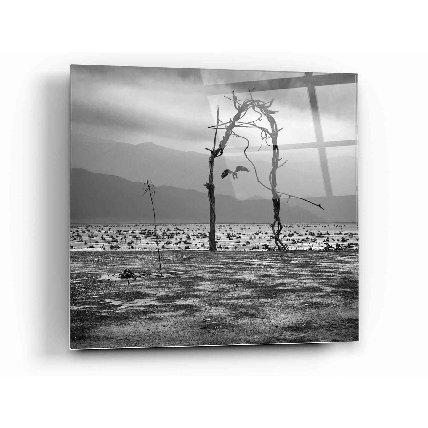 Epic Art 'Eagle' by Dariusz Klimczak, Acrylic Glass Wall Art,12x12