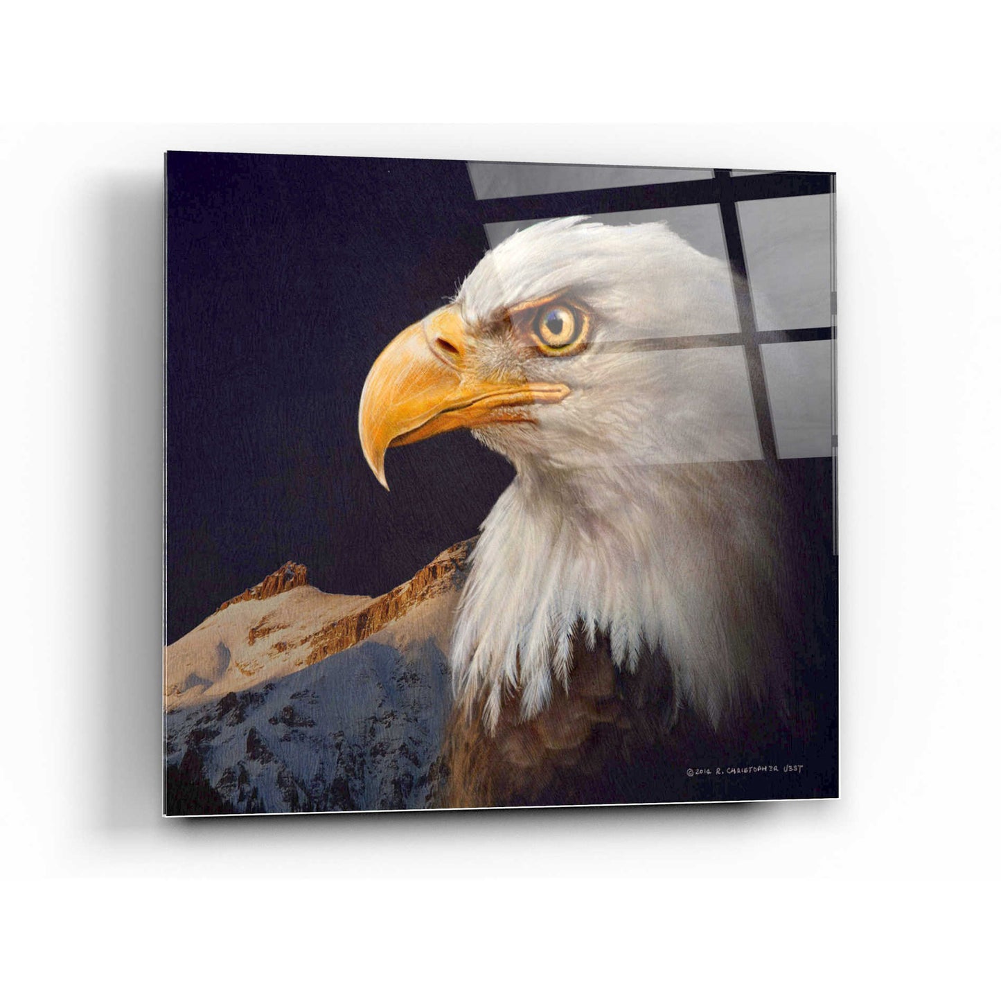 Epic Art 'Bald Eagle Study' by Chris Vest, Acrylic Glass Wall Art,12x12