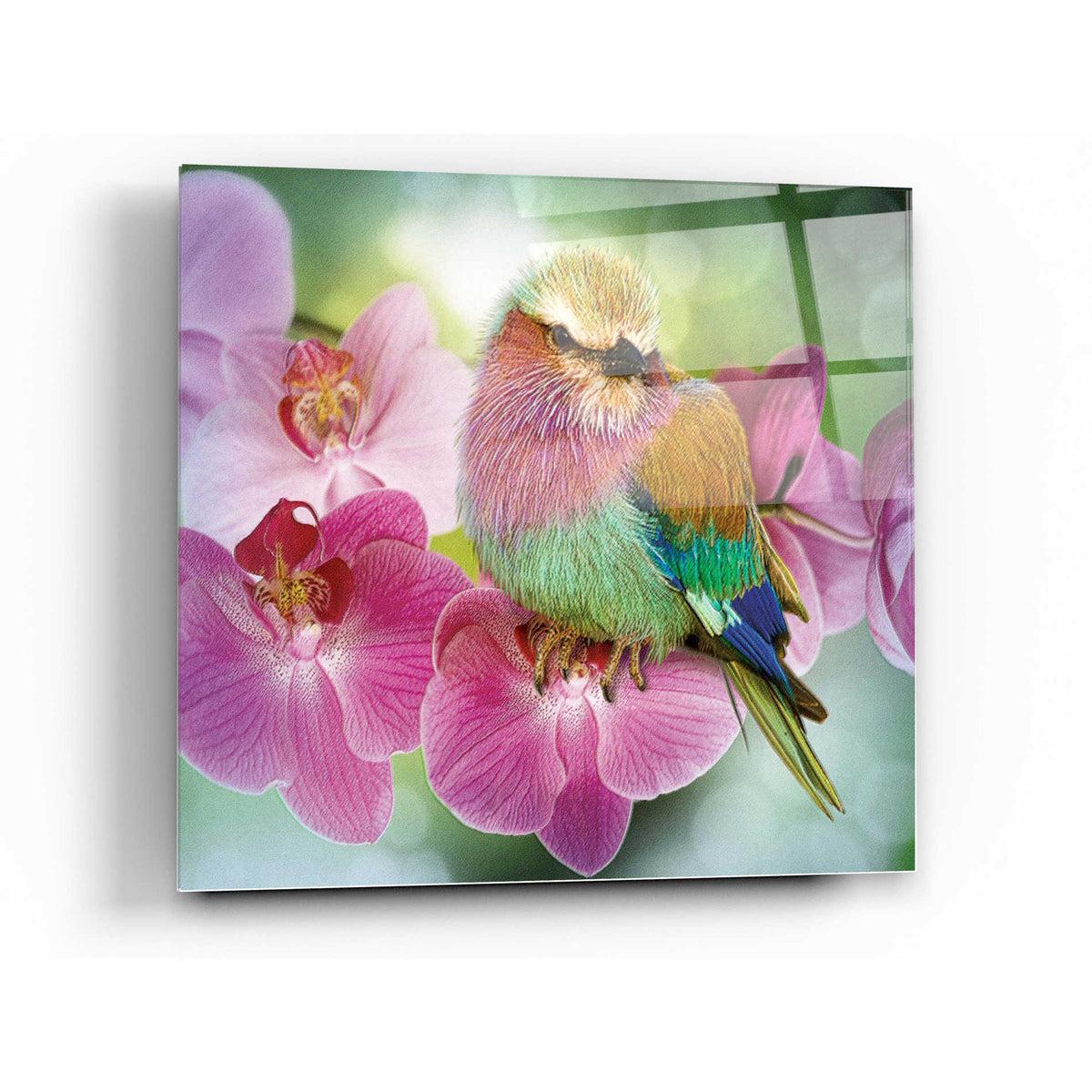Epic Art 'Pretty Boy' by Steve Hunziker, Acrylic Glass Wall Art,12x12